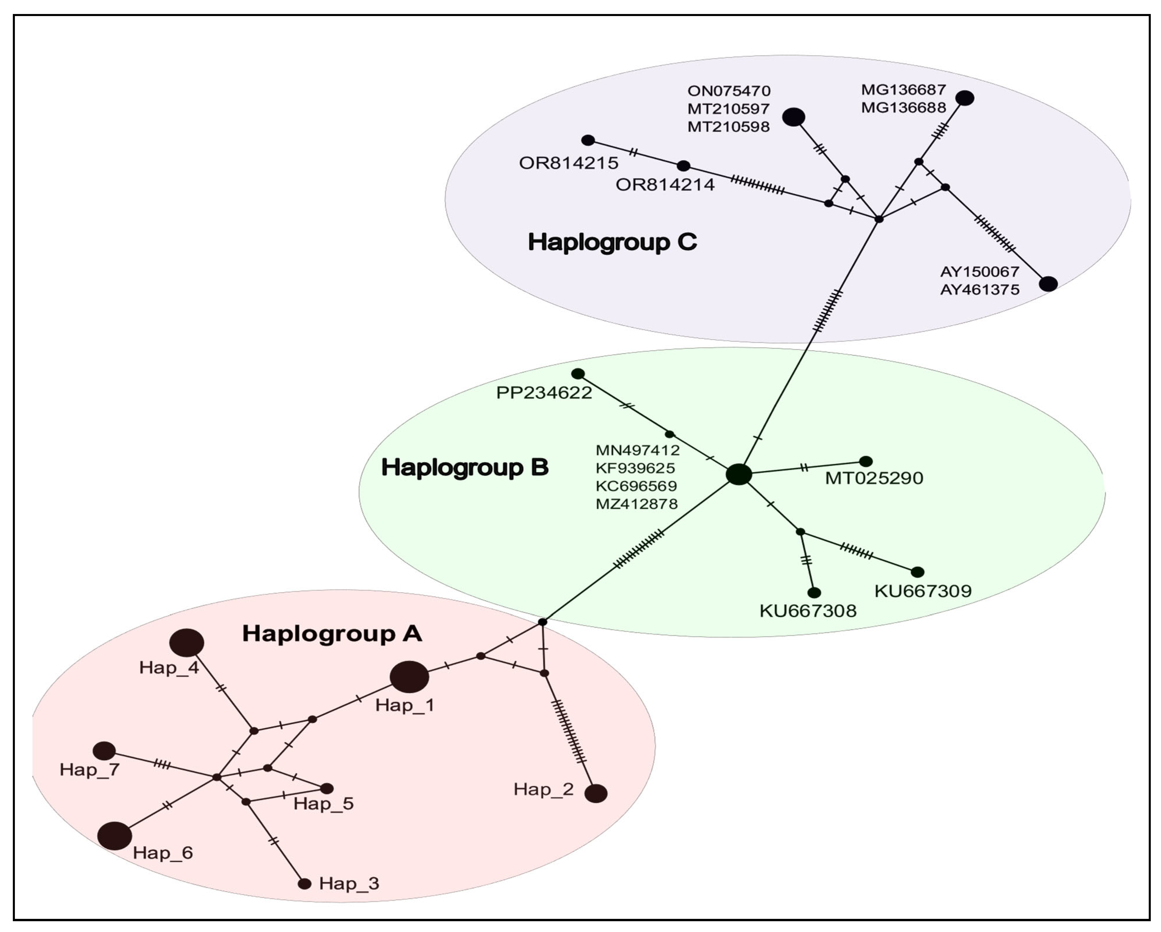 Vetsci 12 00608 g002