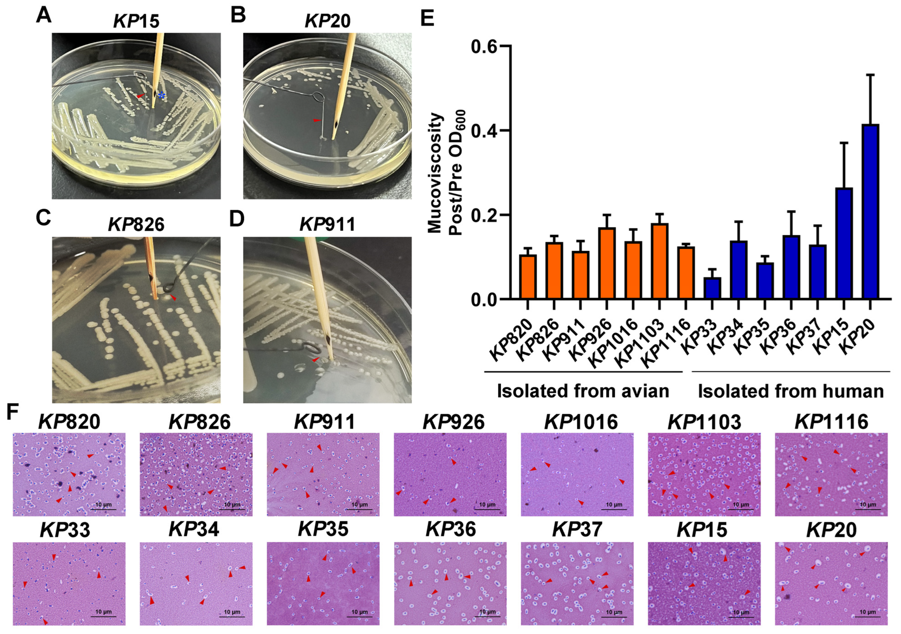 Vetsci 12 00628 g002 Vetsci 12 00628 g002