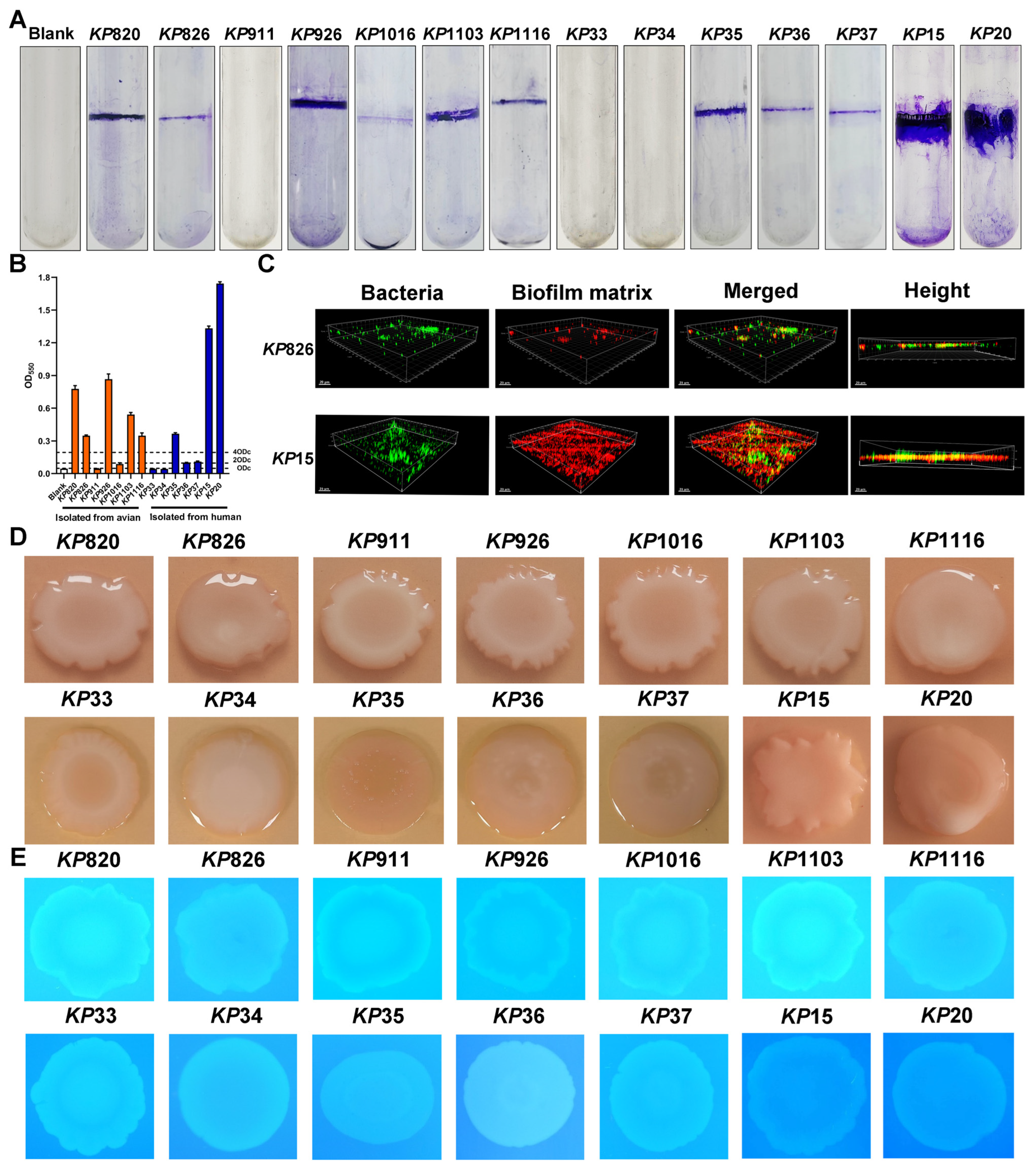 Vetsci 12 00628 g003 Vetsci 12 00628 g003