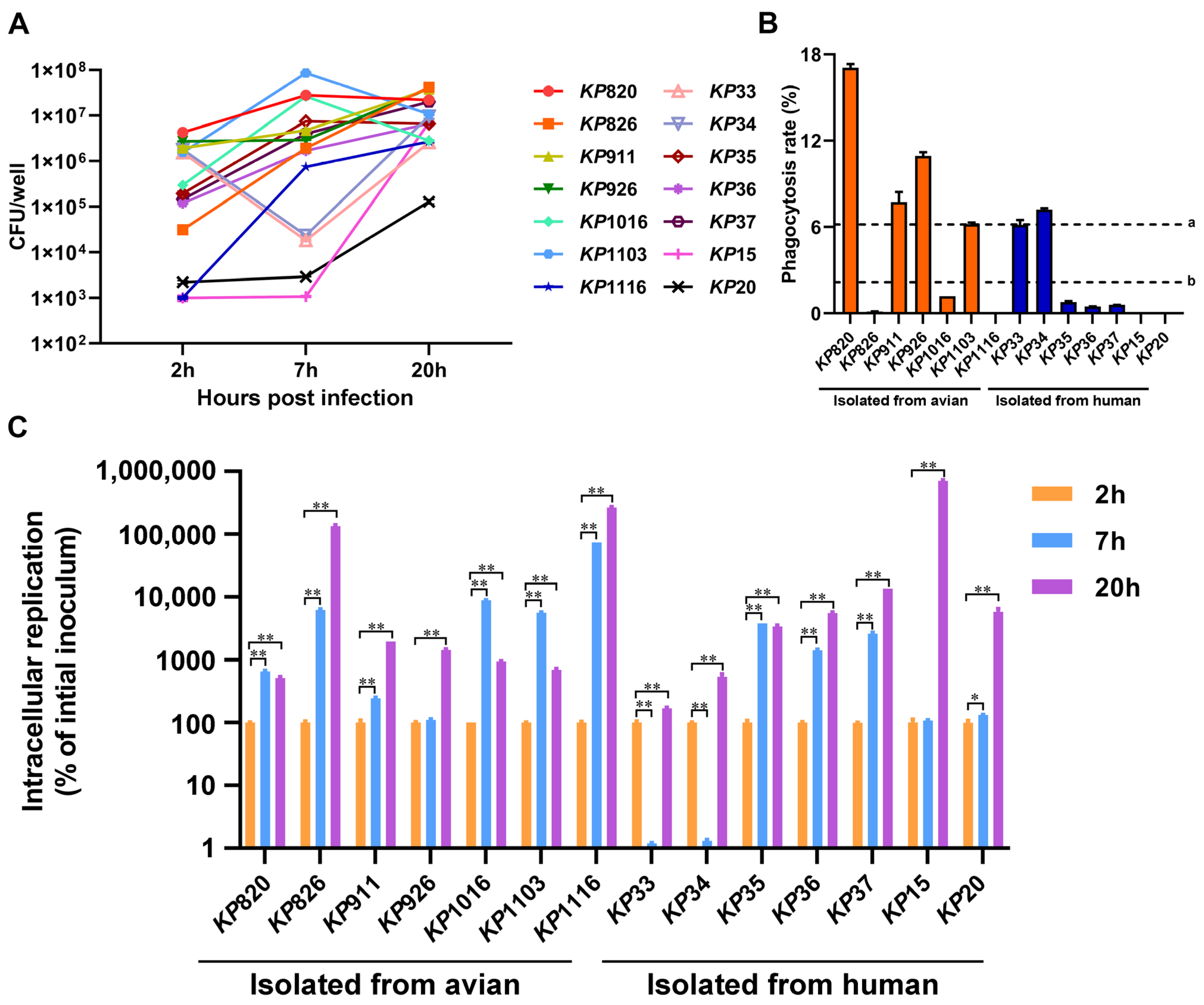 Vetsci 12 00628 g005 Vetsci 12 00628 g005