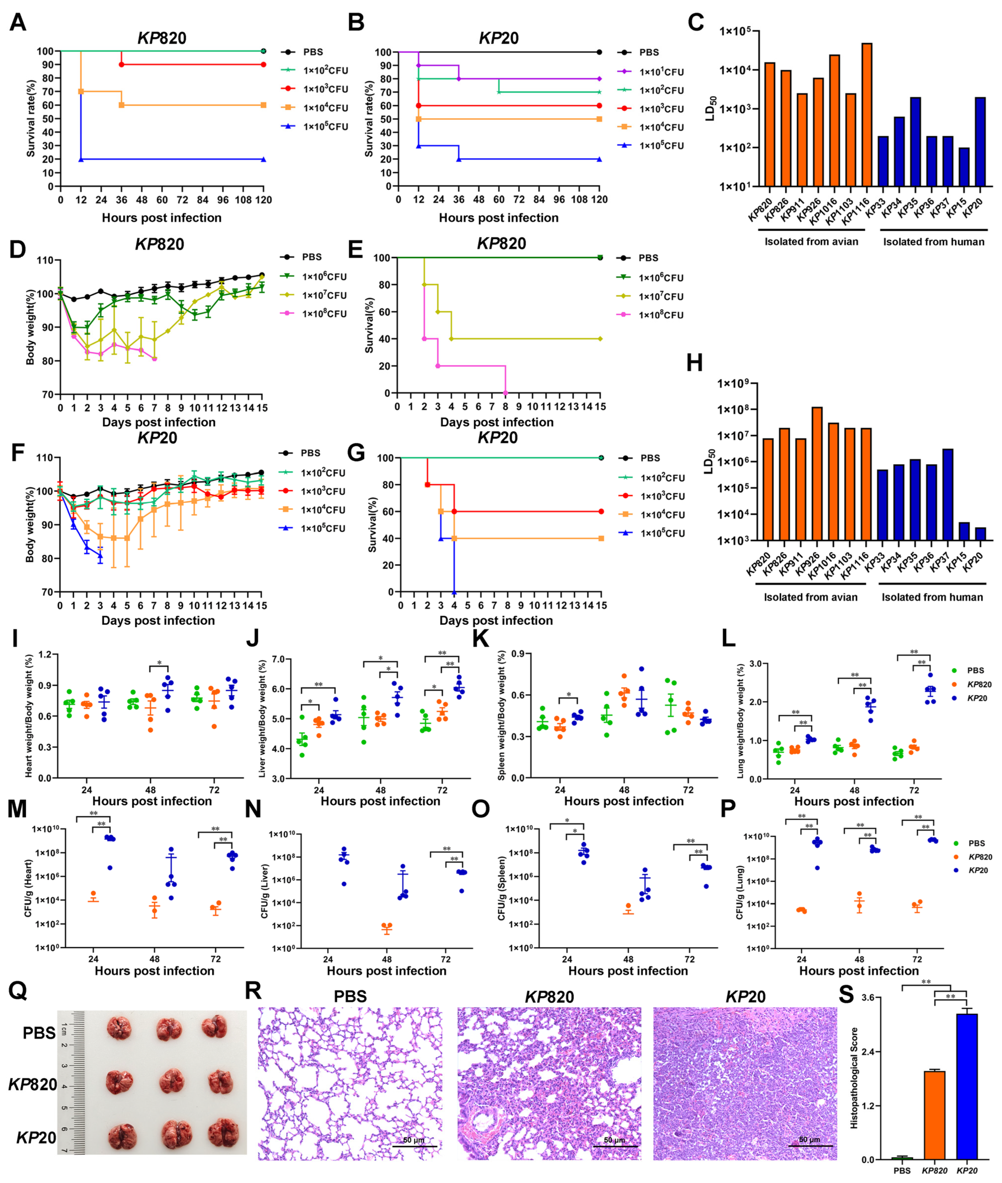 Vetsci 12 00628 g006 Vetsci 12 00628 g006