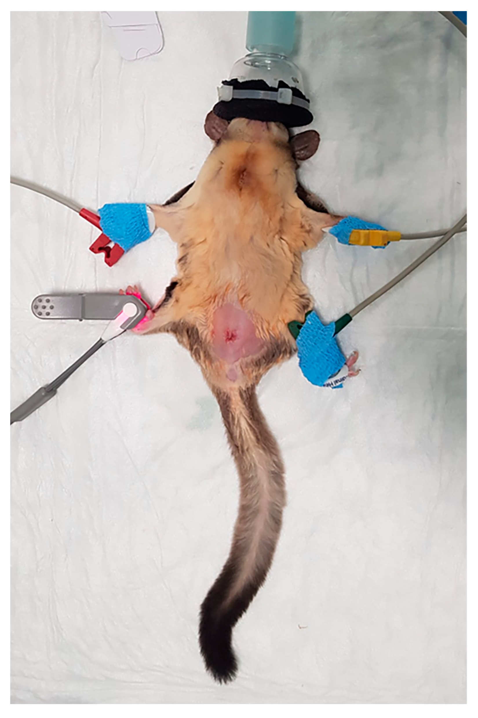 Vetsci 12 00699 g001 Vetsci 12 00699 g001
