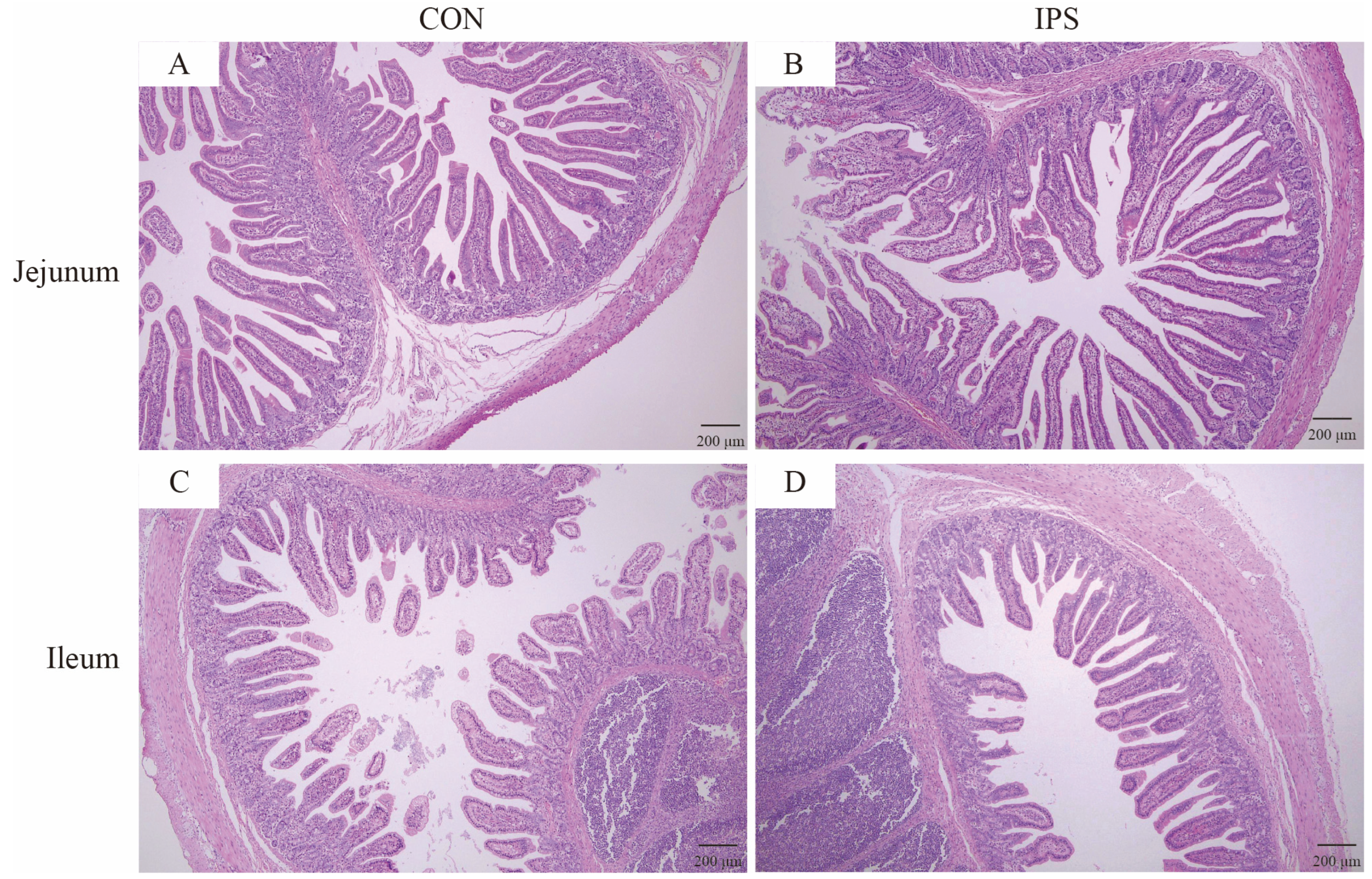Vetsci 12 00715 g003