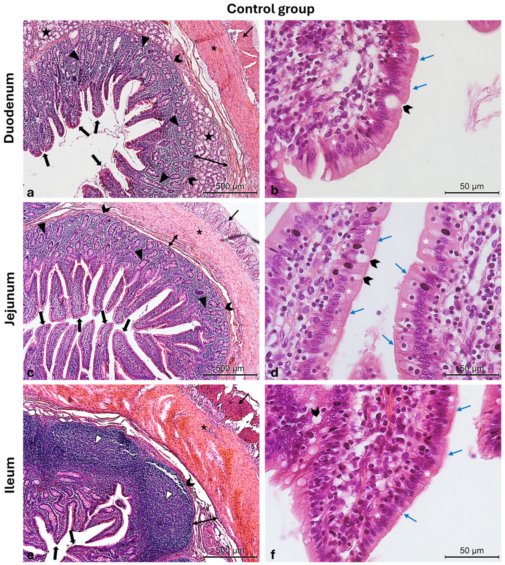 Vetsci 12 00716 g003 Vetsci 12 00716 g003