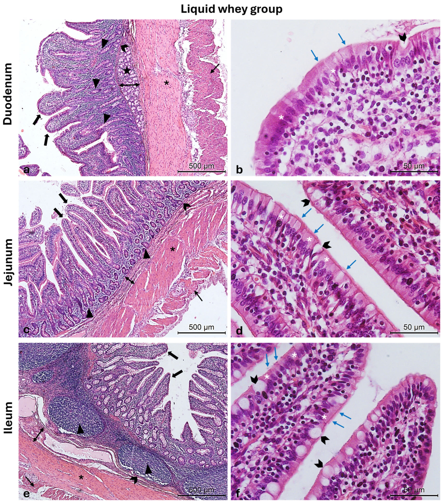Vetsci 12 00716 g004 Vetsci 12 00716 g004
