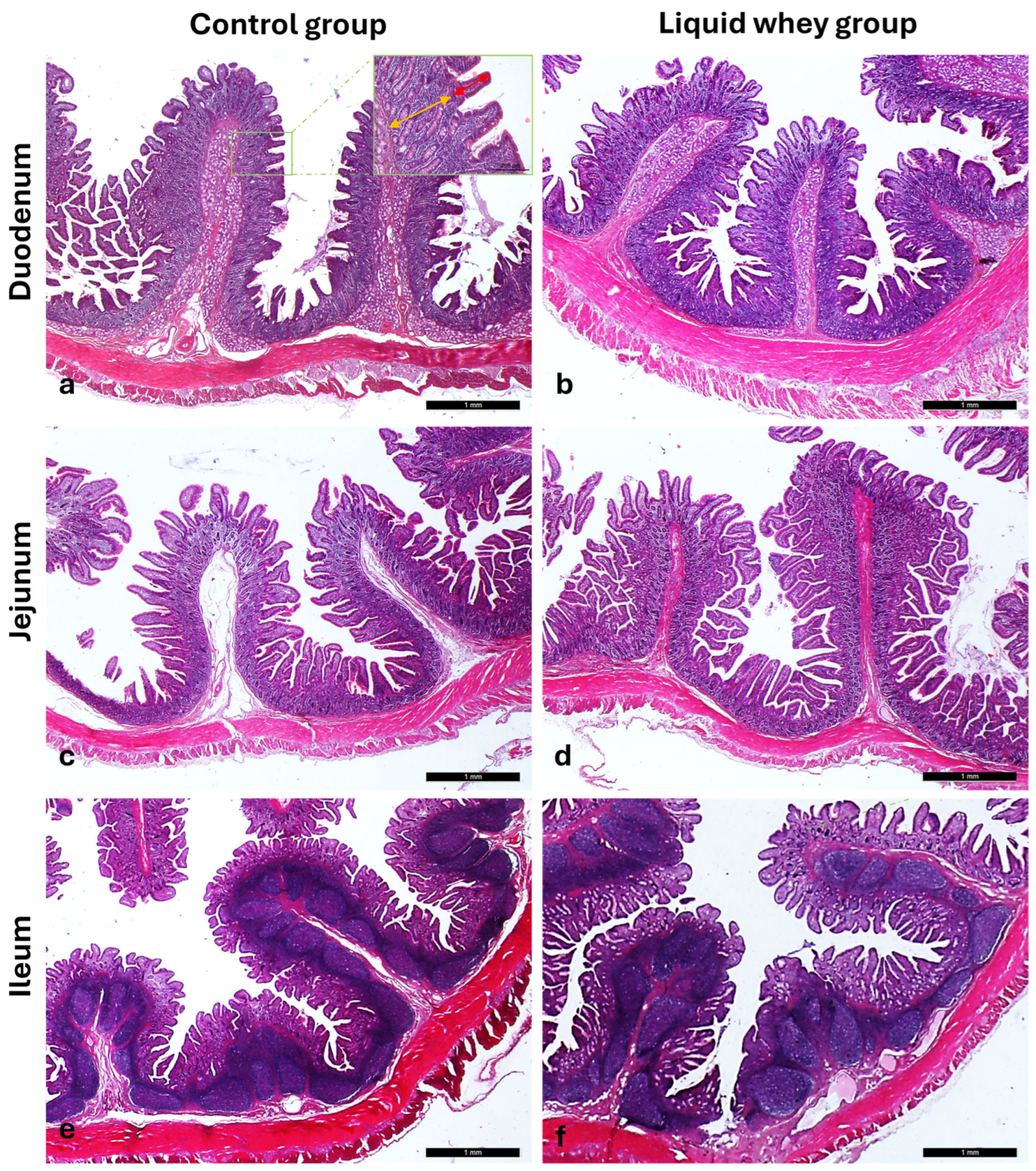 Vetsci 12 00716 g005 Vetsci 12 00716 g005