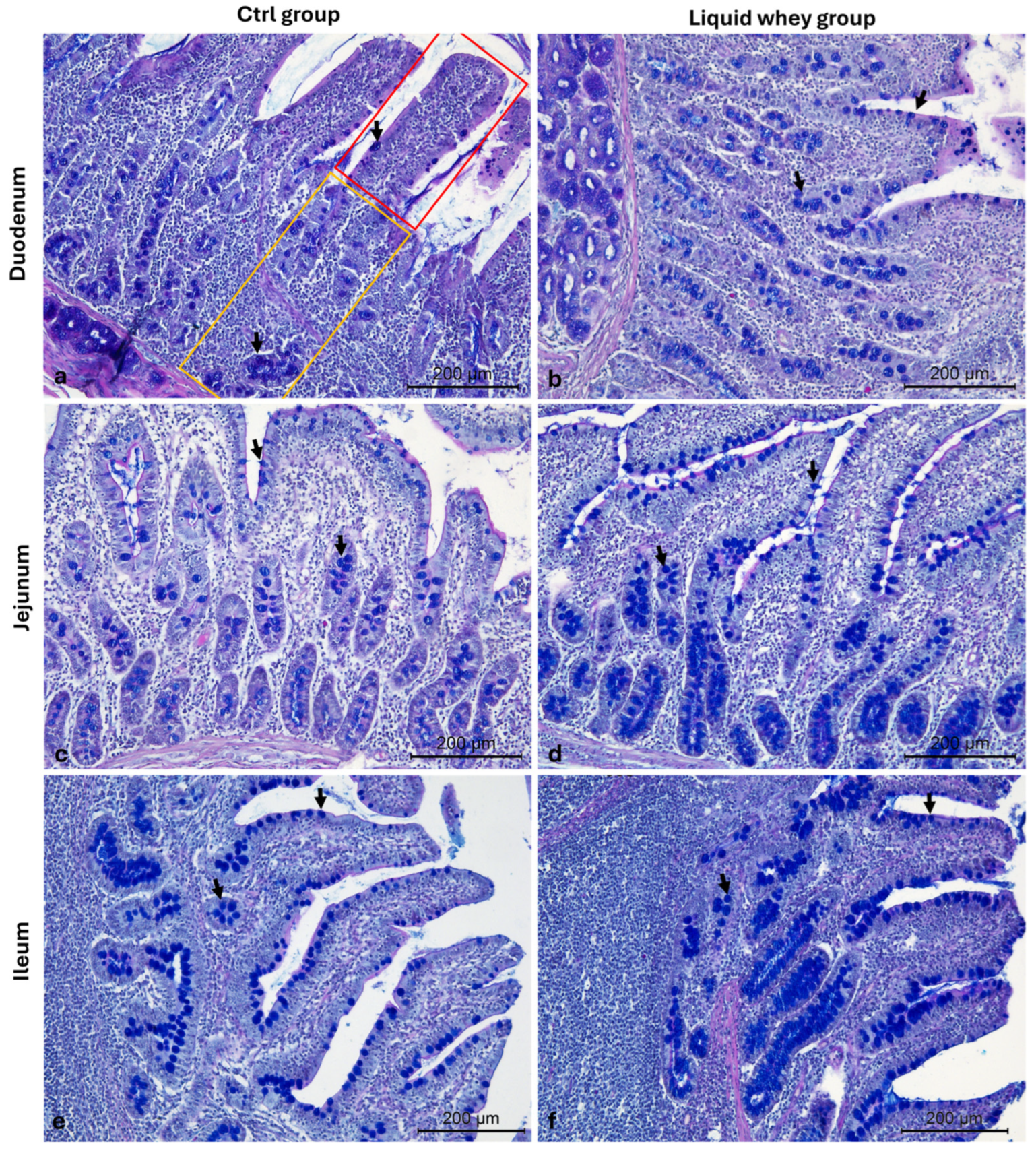 Vetsci 12 00716 g008 Vetsci 12 00716 g008