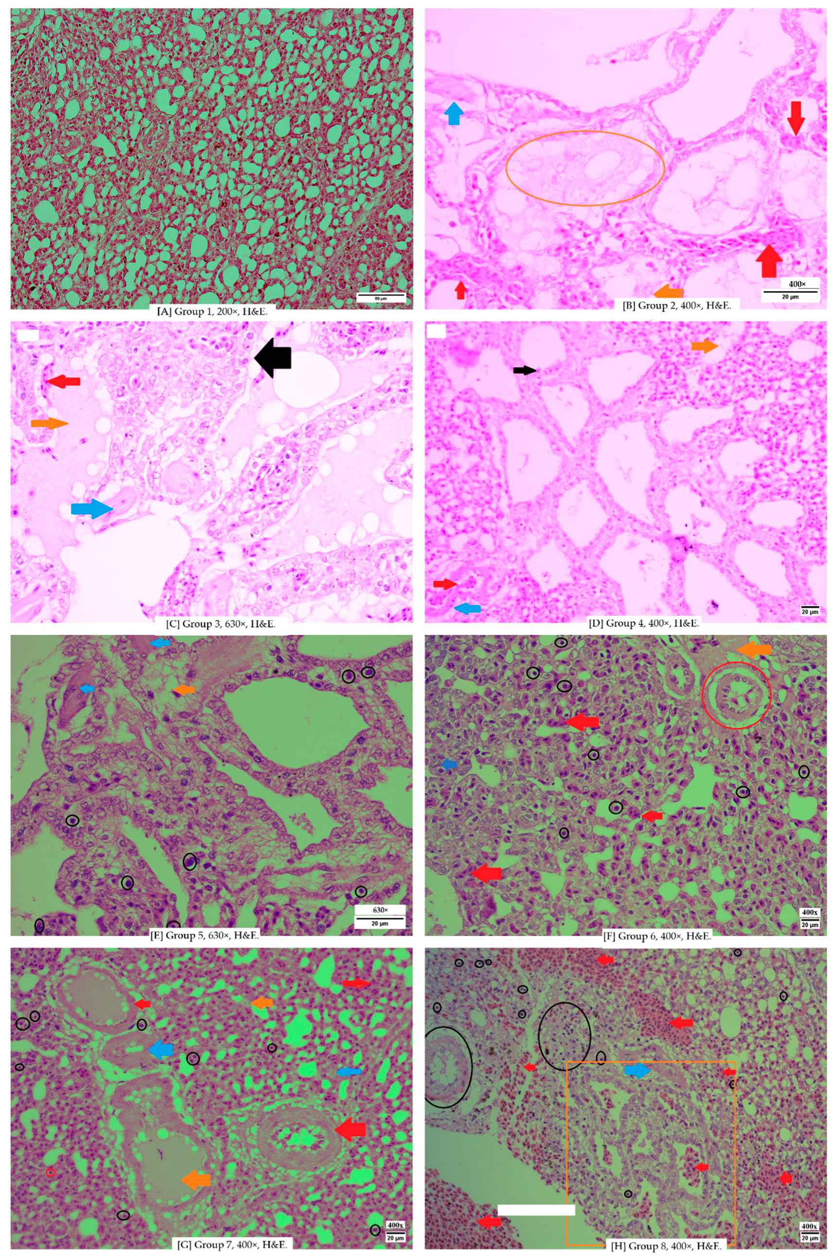 Vetsci 12 00726 g001 Vetsci 12 00726 g001