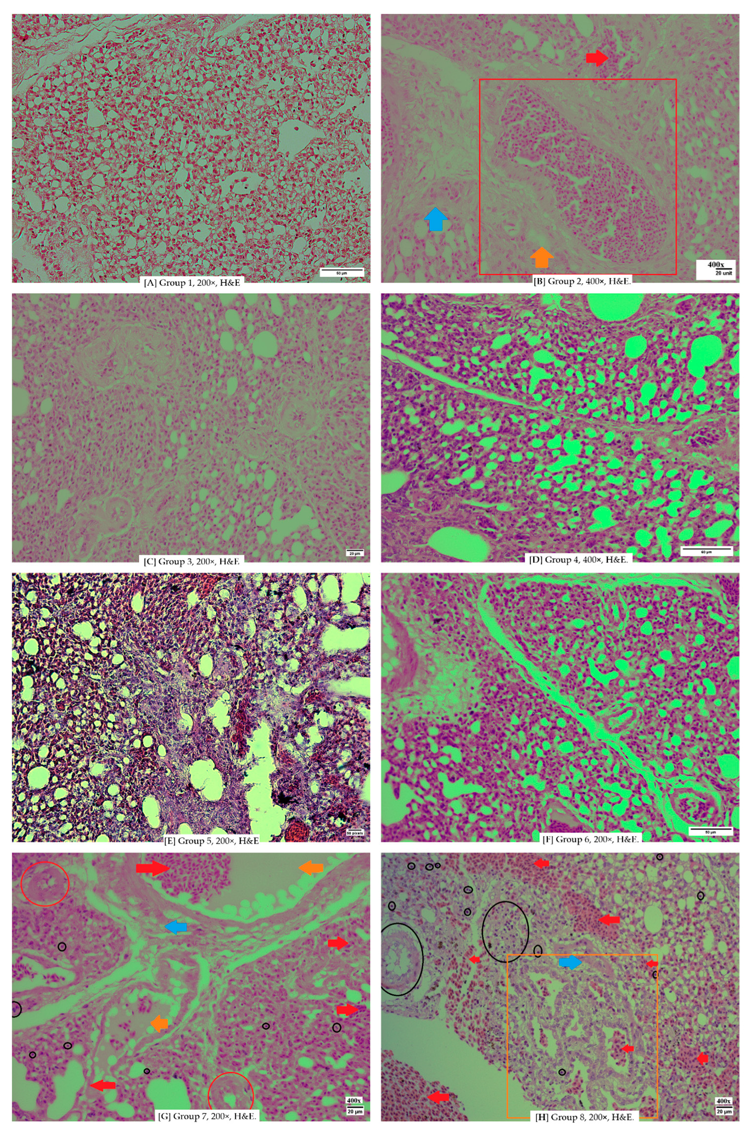Vetsci 12 00726 g004 Vetsci 12 00726 g004