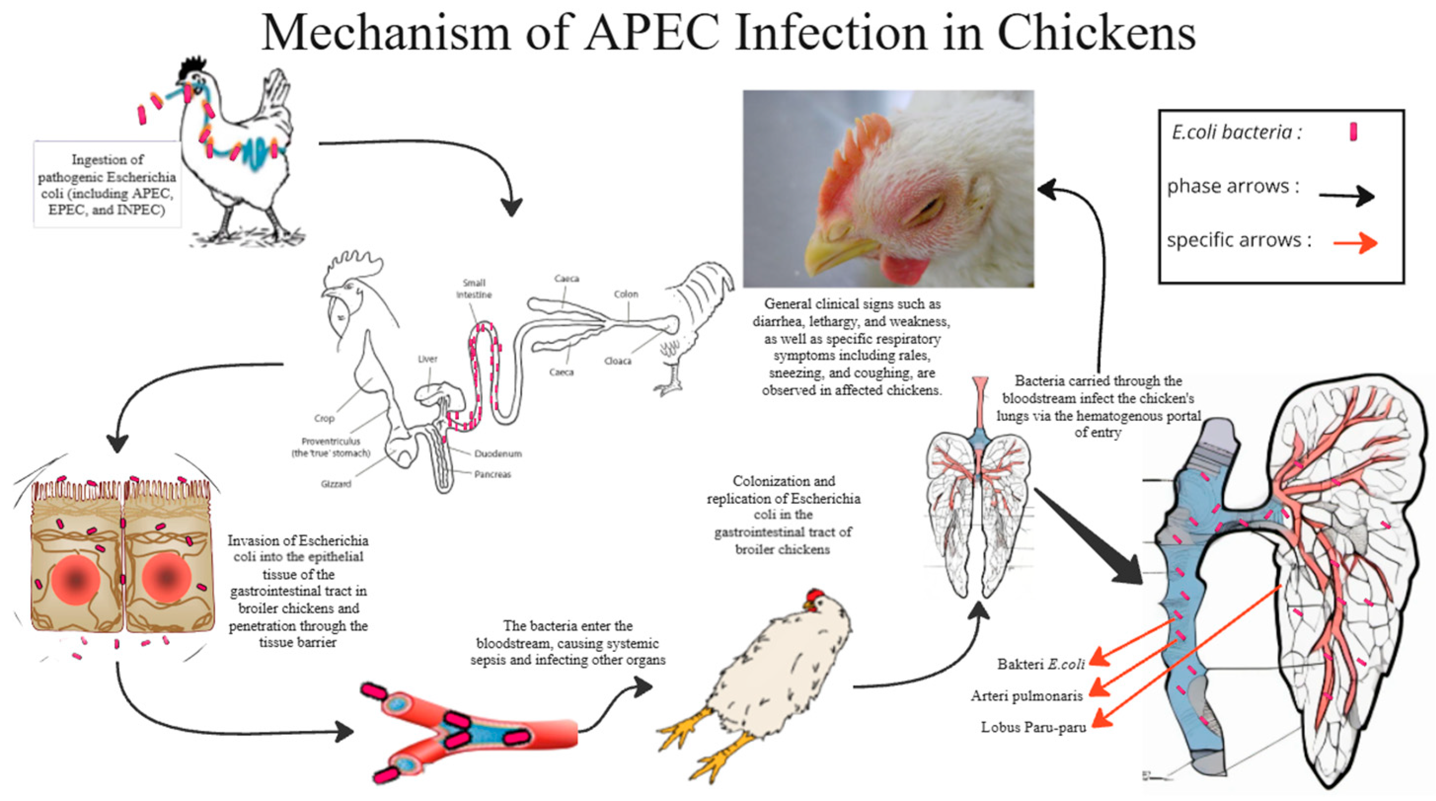 Vetsci 12 00726 g005 Vetsci 12 00726 g005