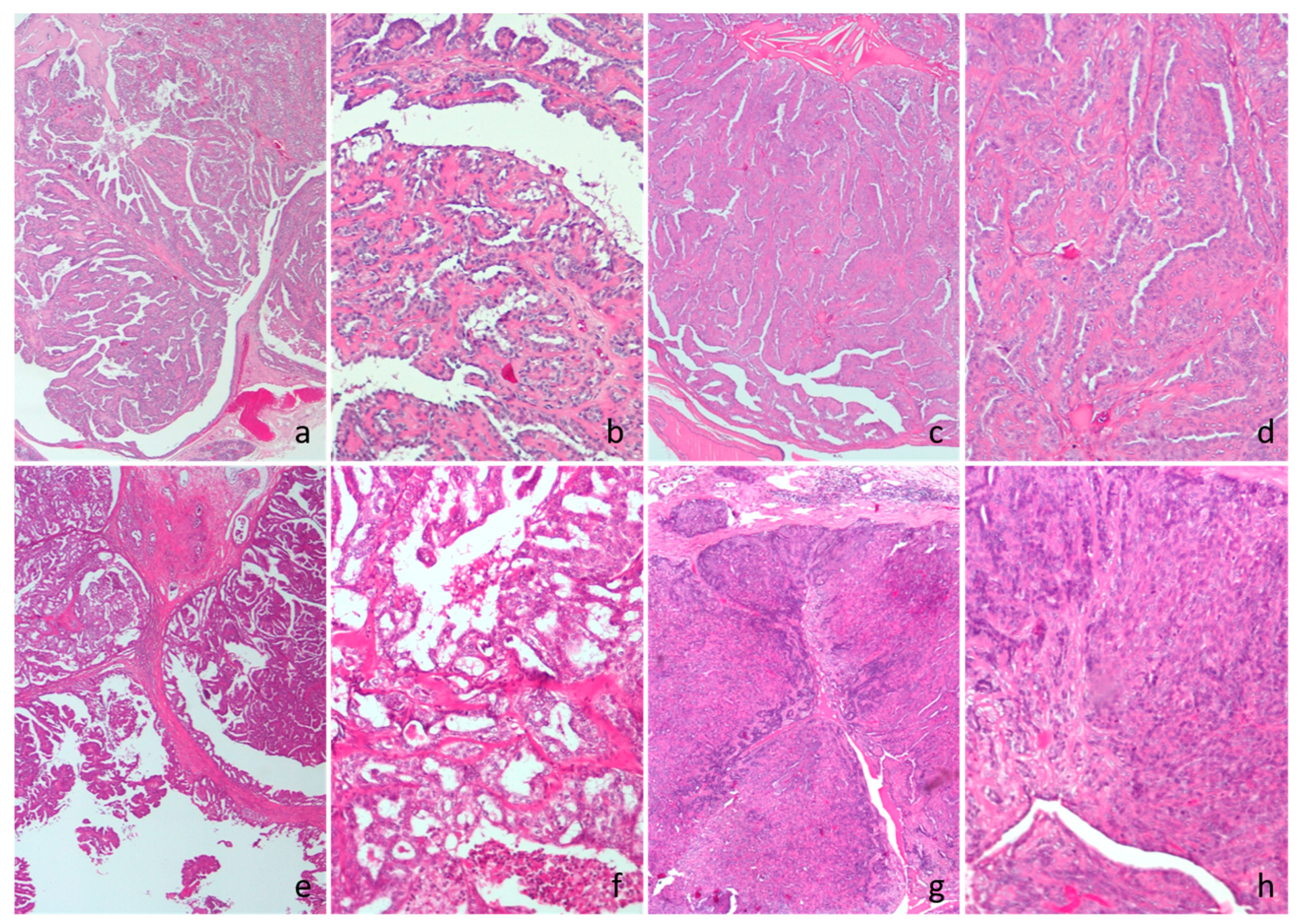 Vetsci 12 00736 g001 Vetsci 12 00736 g001