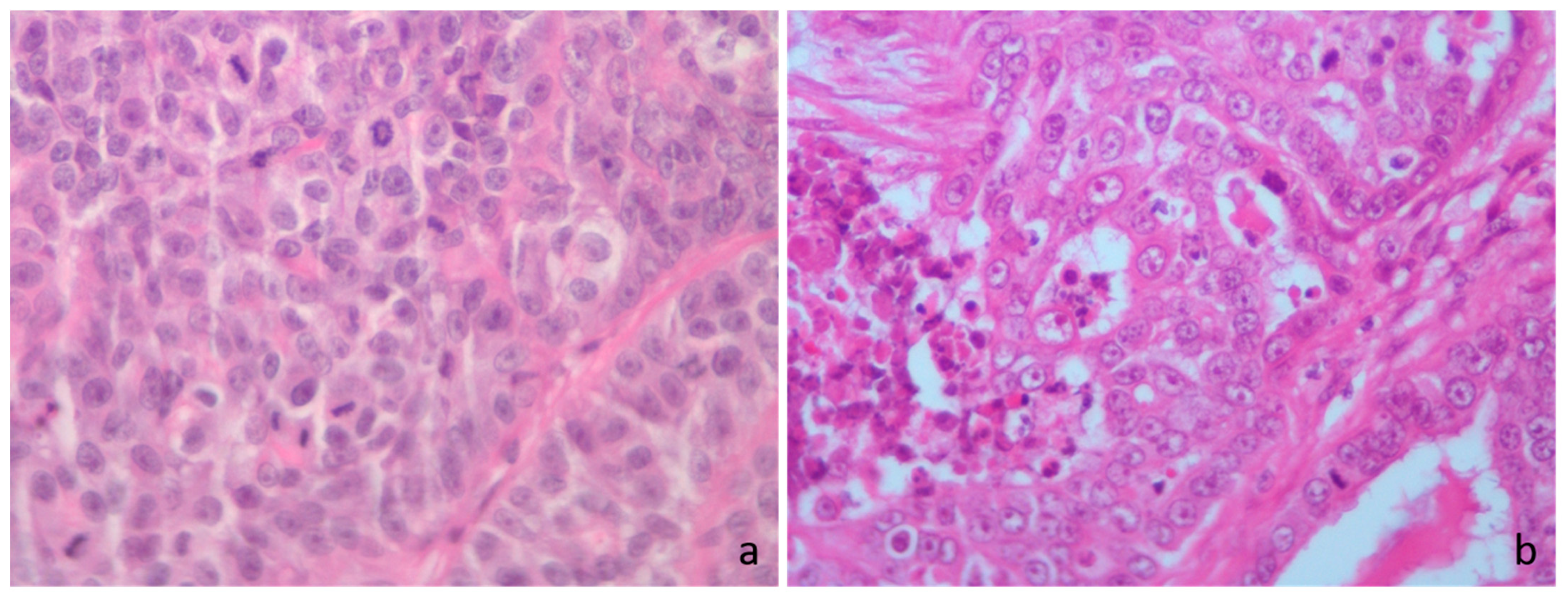 Vetsci 12 00736 g002 Vetsci 12 00736 g002