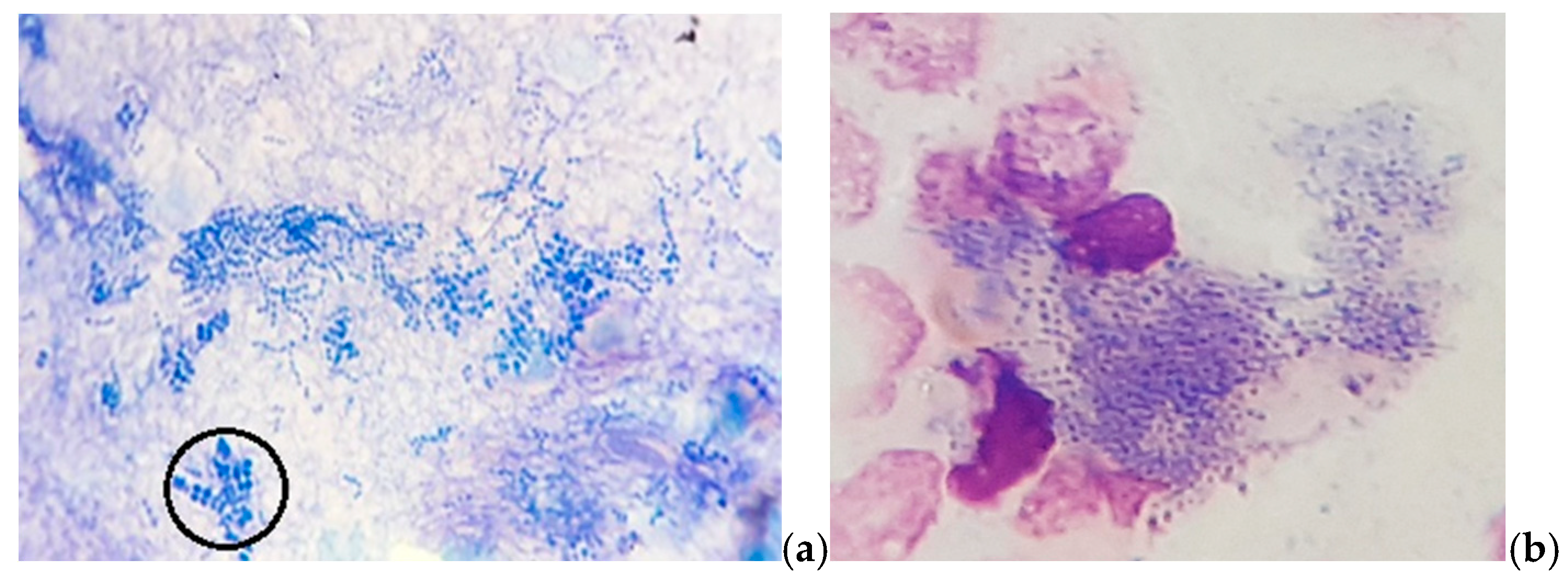 Vetsci 12 00764 g003