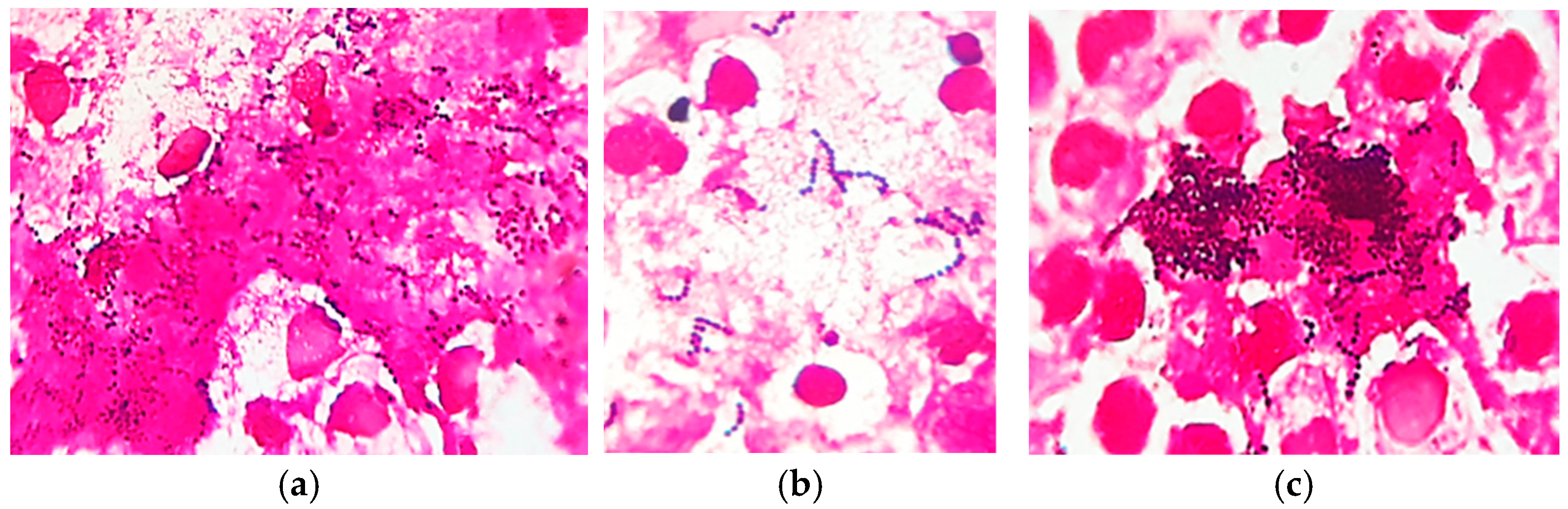 Vetsci 12 00764 g005