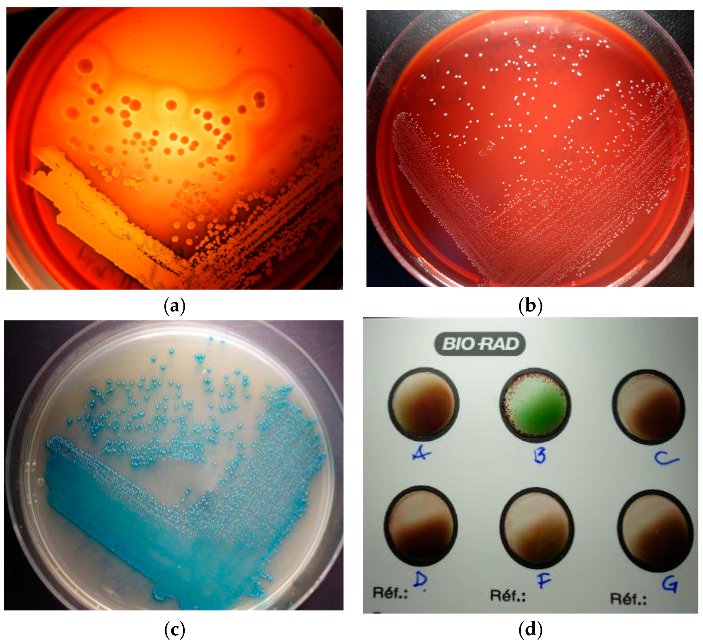 Vetsci 12 00764 g006