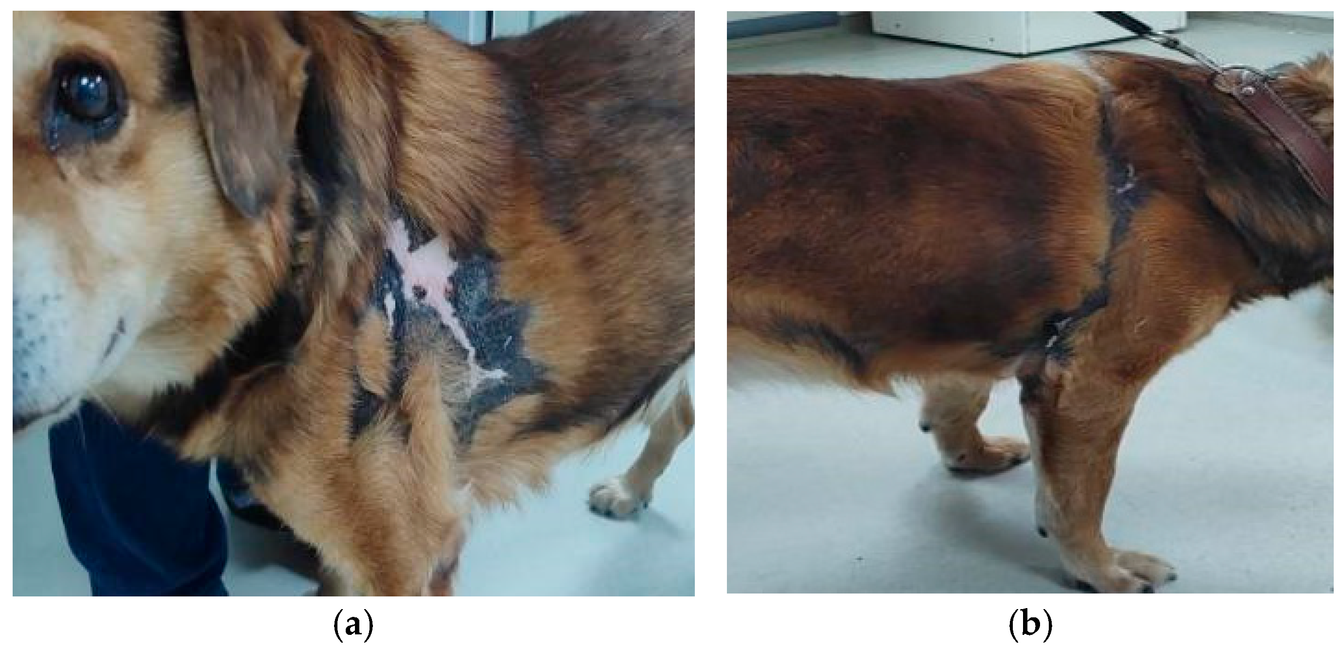 Vetsci 12 00764 g007