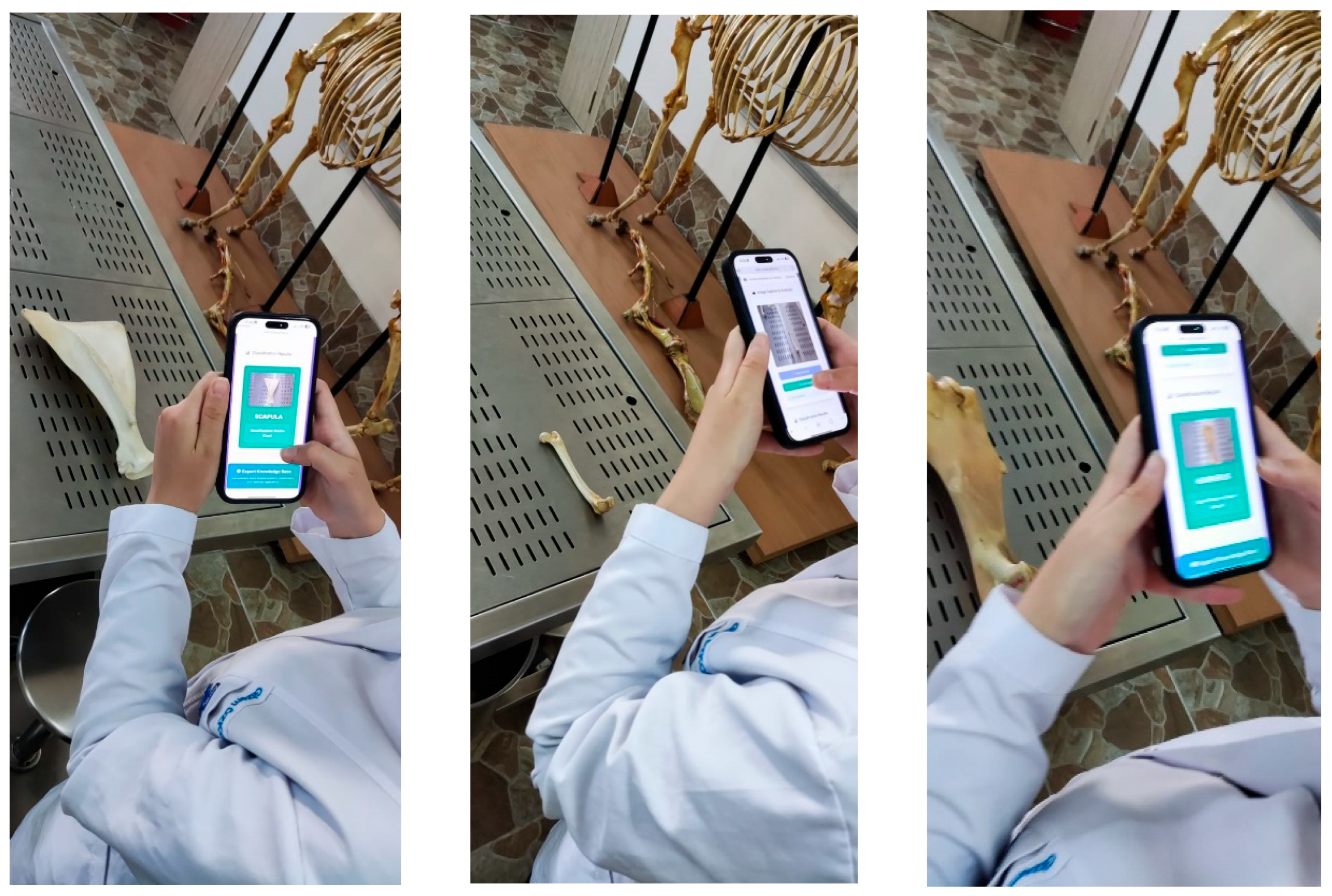 Vetsci 12 00765 g007 Vetsci 12 00765 g007