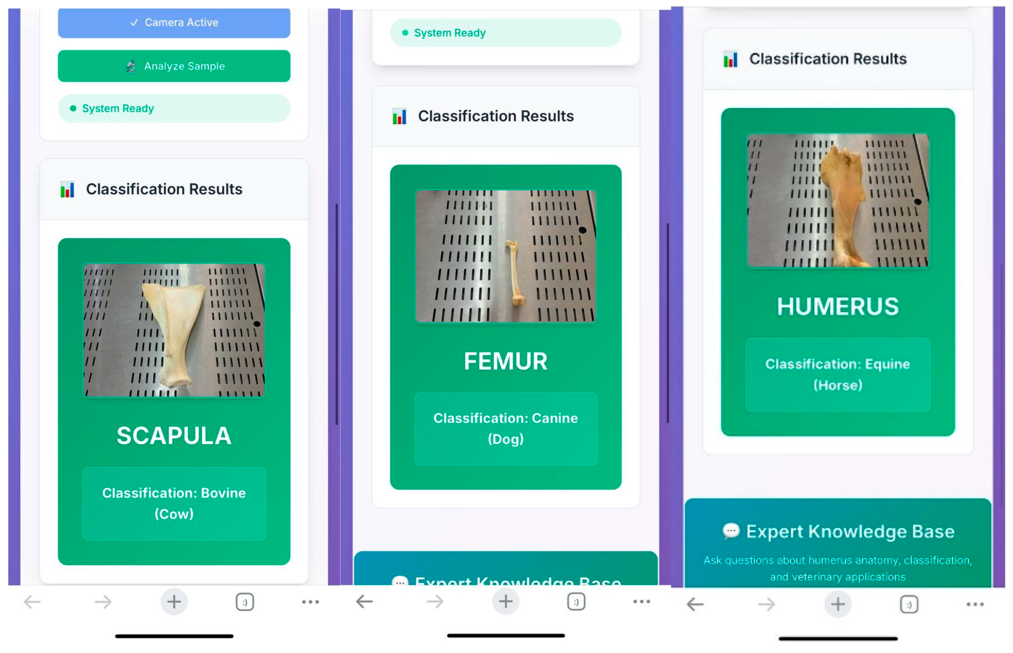 Vetsci 12 00765 g008 Vetsci 12 00765 g008