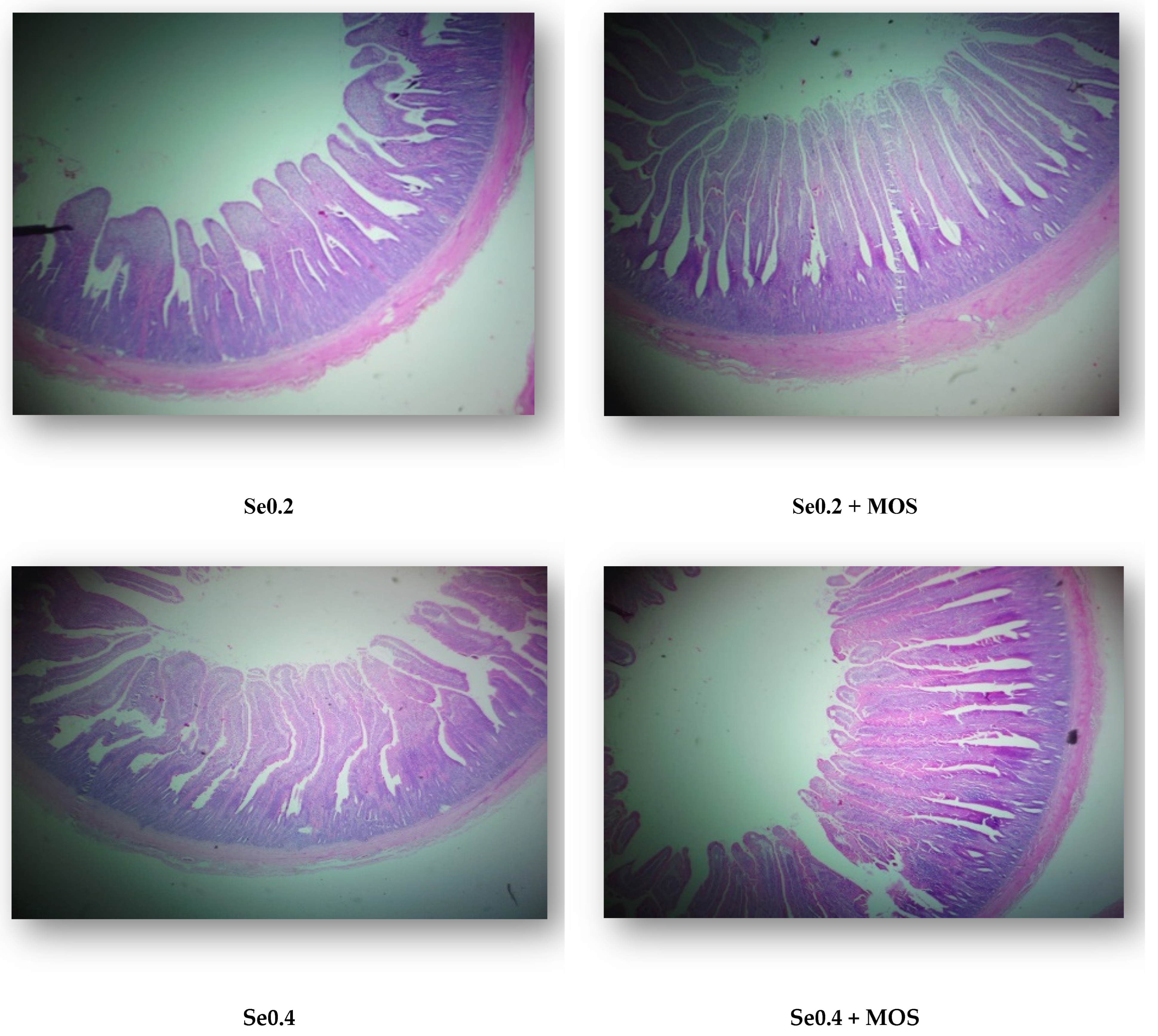 Vetsci 12 00768 g002 Vetsci 12 00768 g002