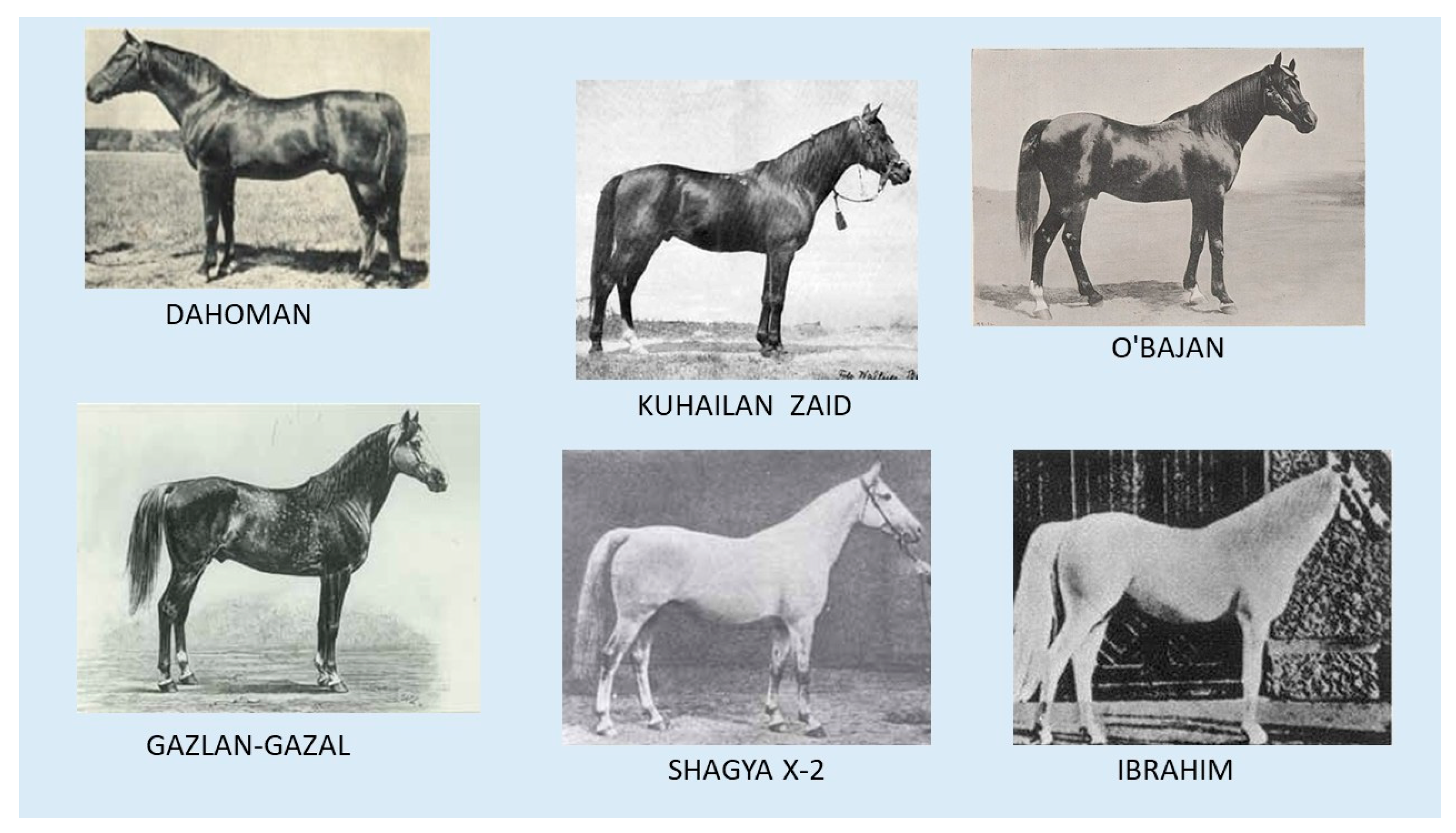 Vetsci 12 00776 g001