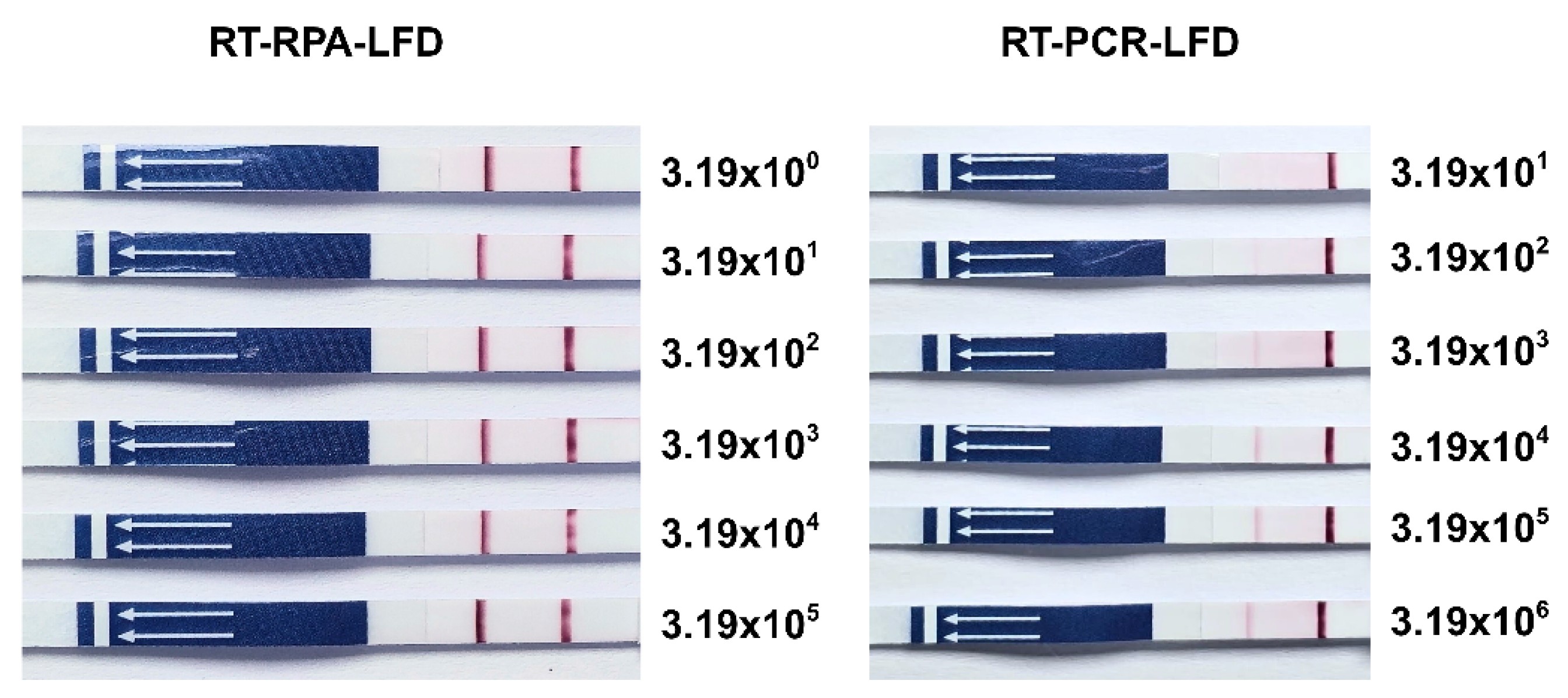 Vetsci 12 00845 g004