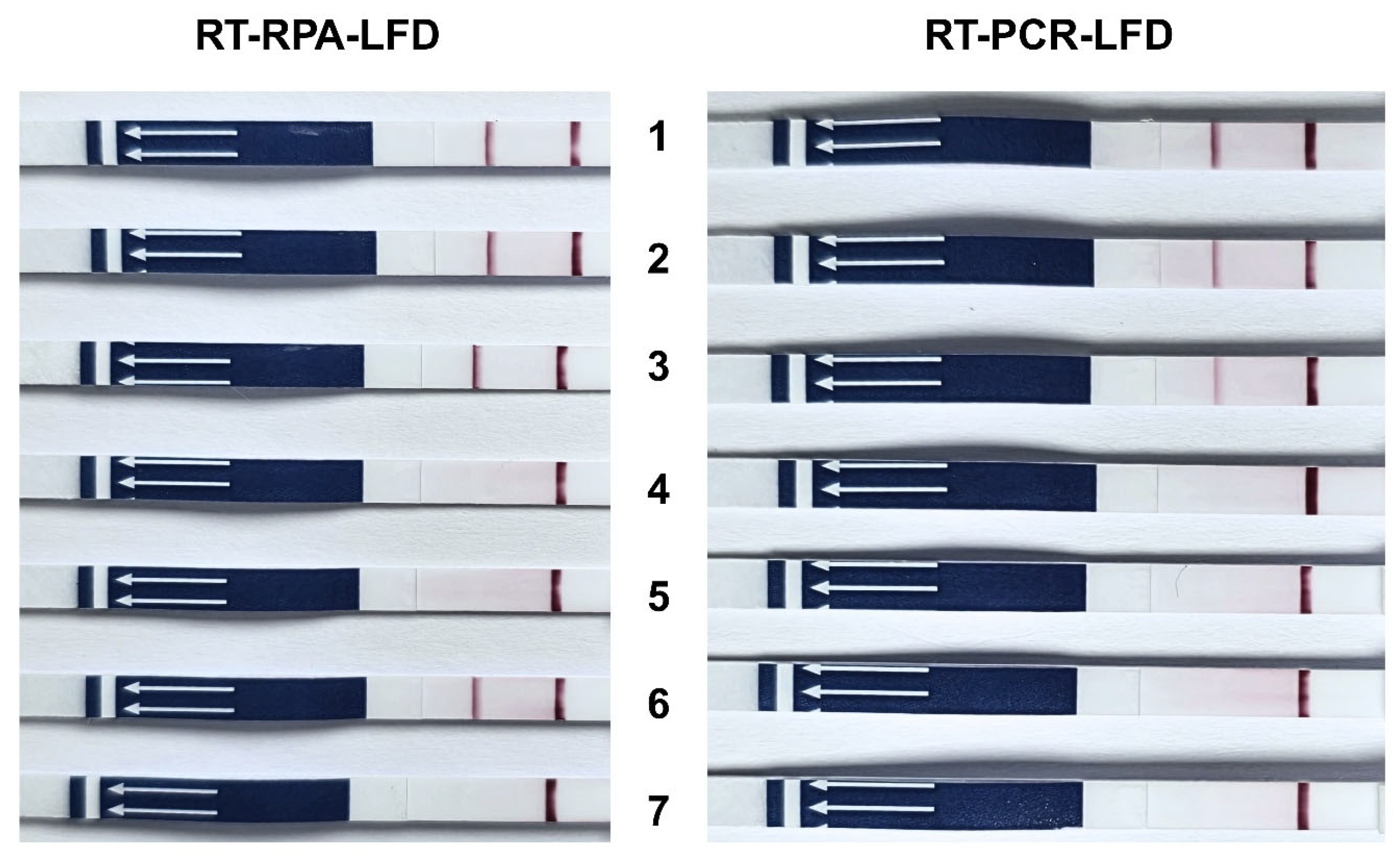 Vetsci 12 00845 g005