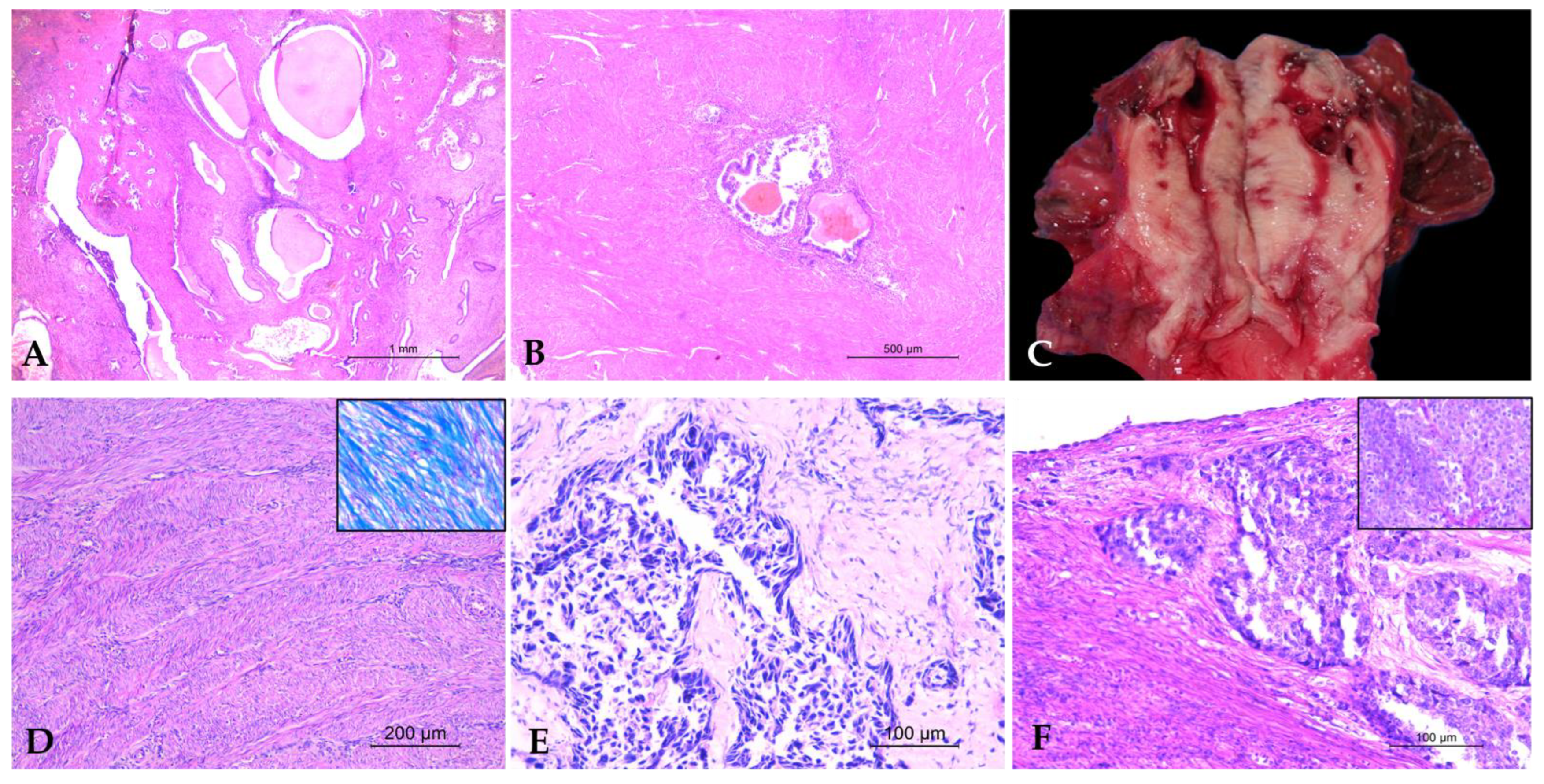 Vetsci 12 00856 g001 Vetsci 12 00856 g001