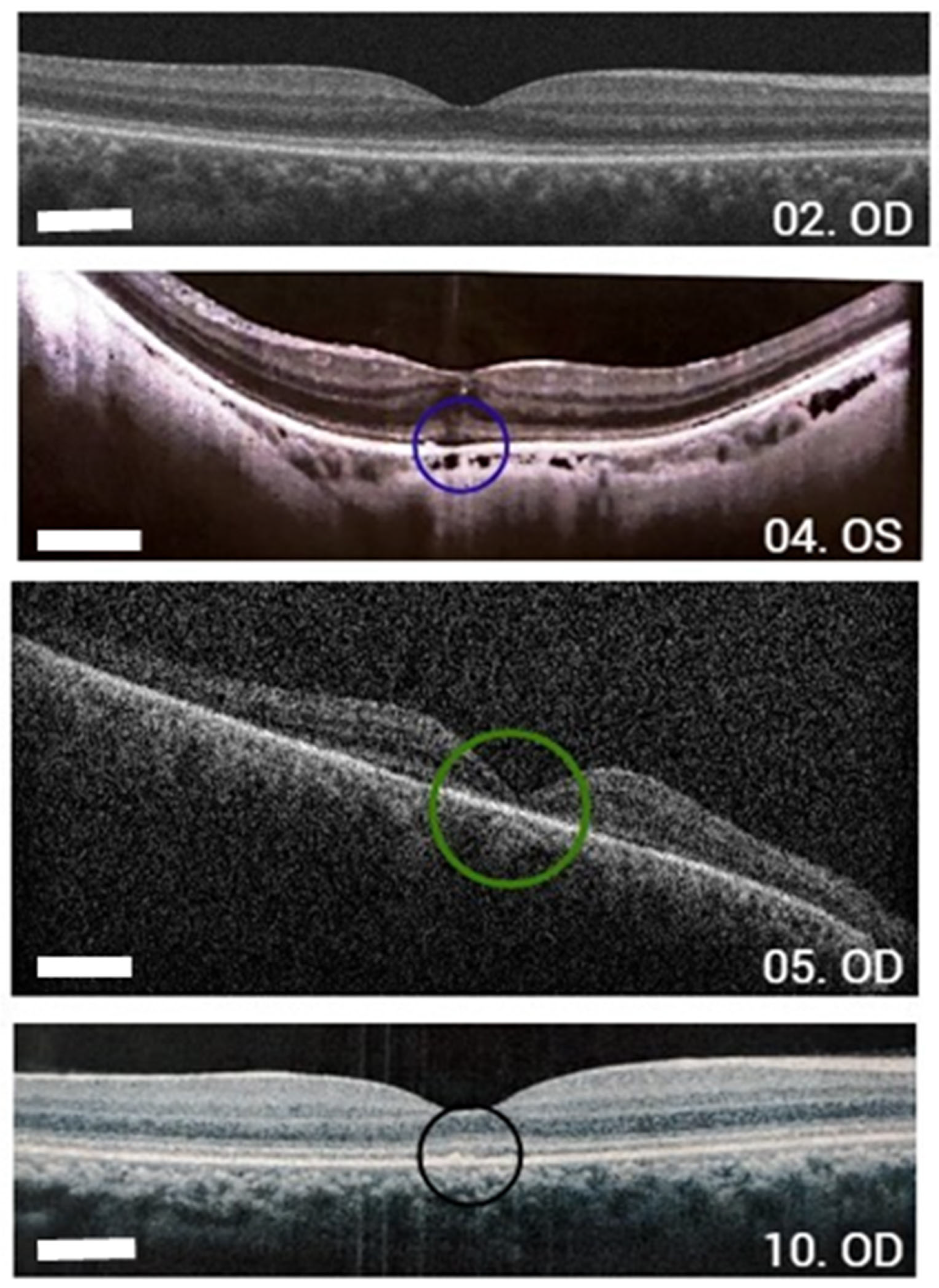 Vetsci 12 00879 g002 Vetsci 12 00879 g002