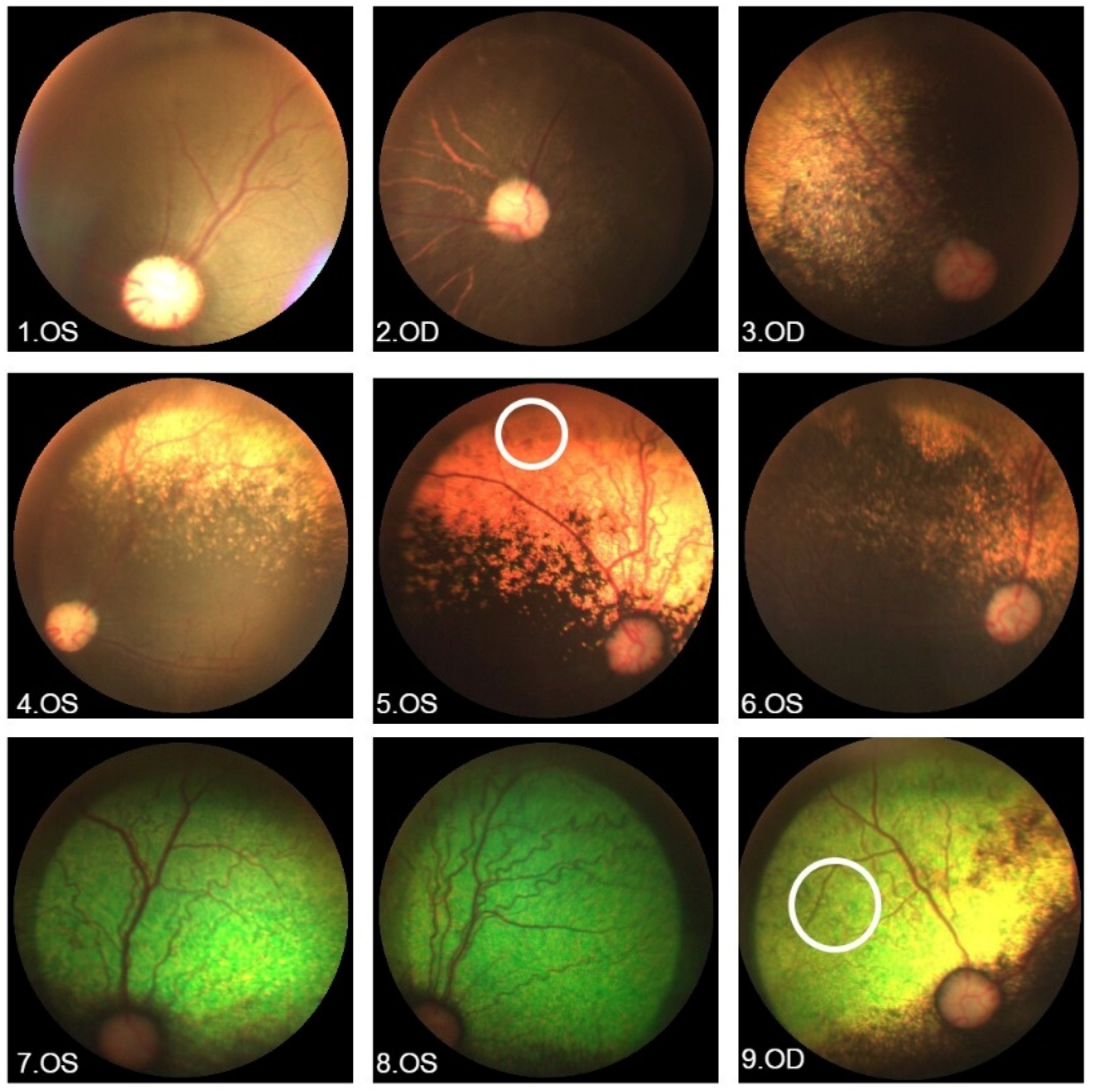Vetsci 12 00879 g003 Vetsci 12 00879 g003