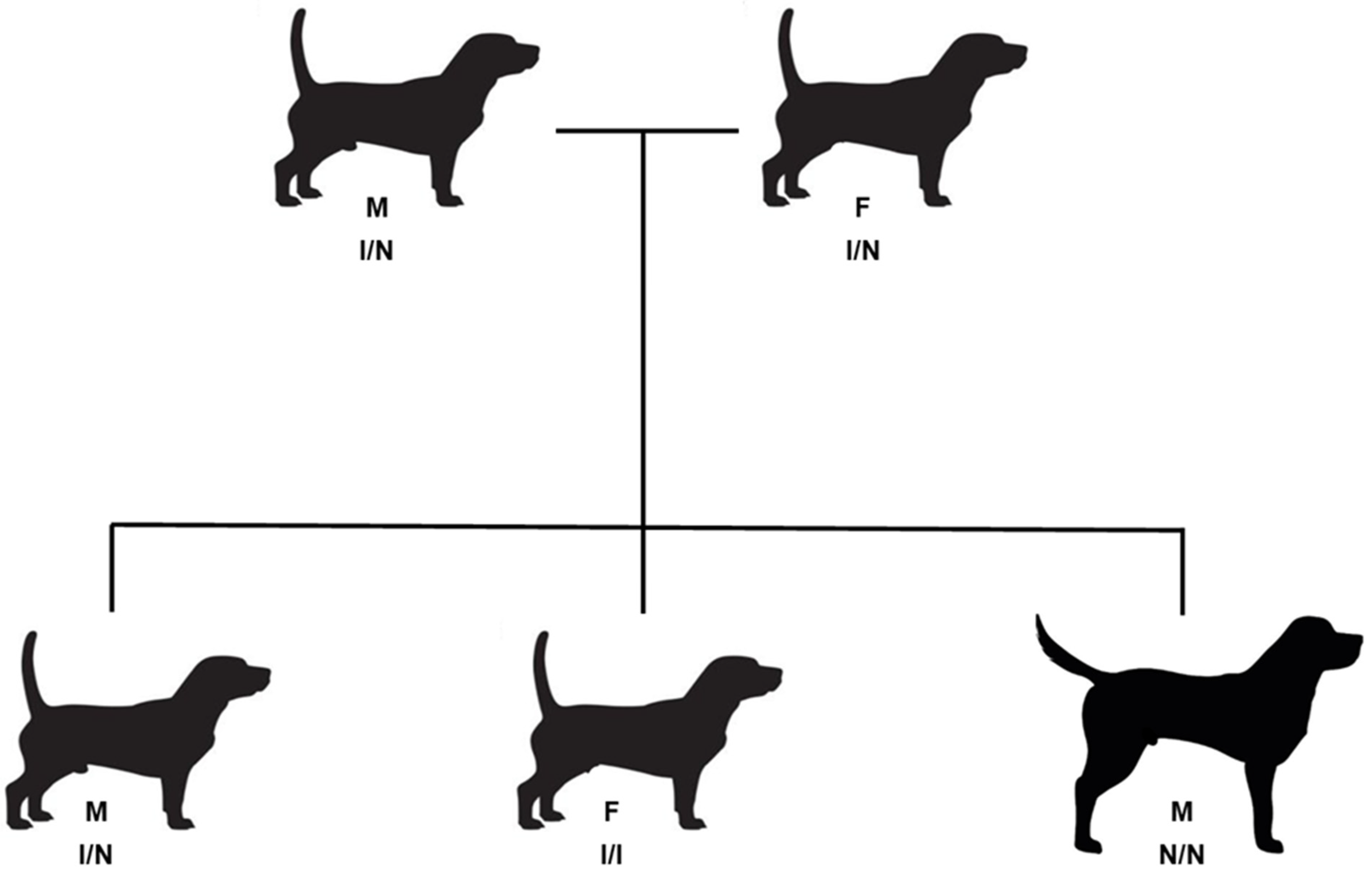 Vetsci 12 00916 g002 Vetsci 12 00916 g002