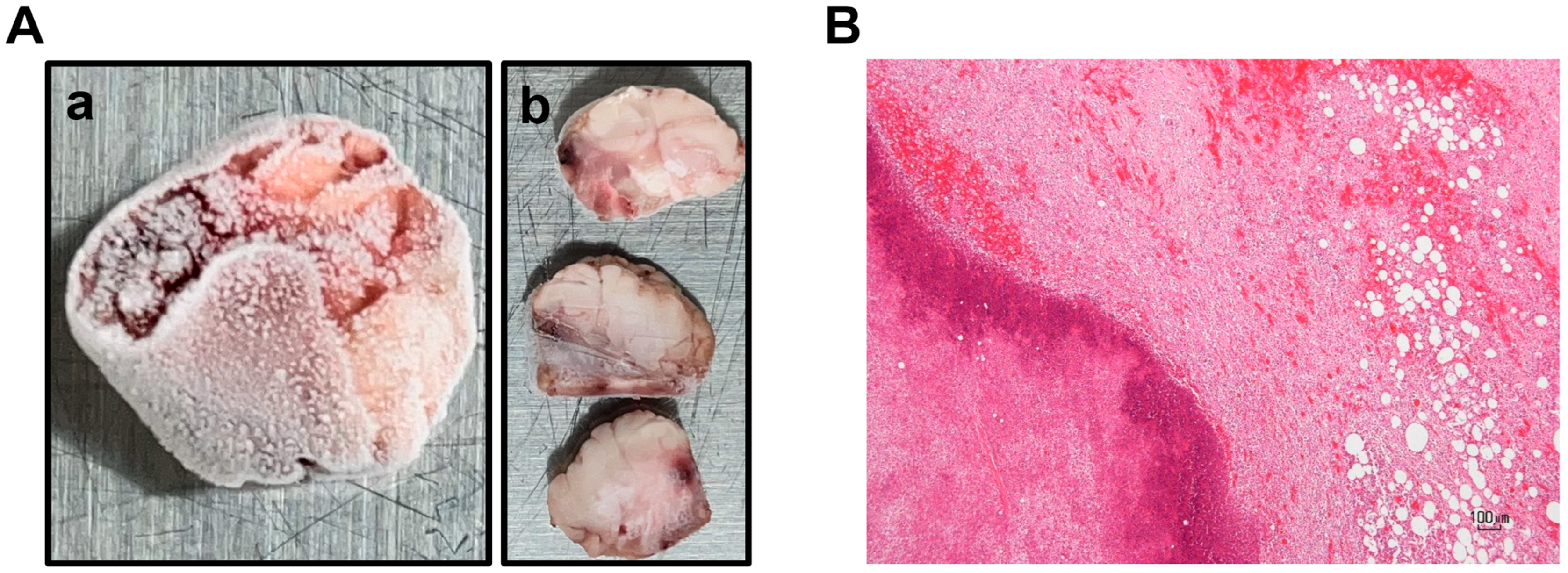 Vetsci 12 00945 g001