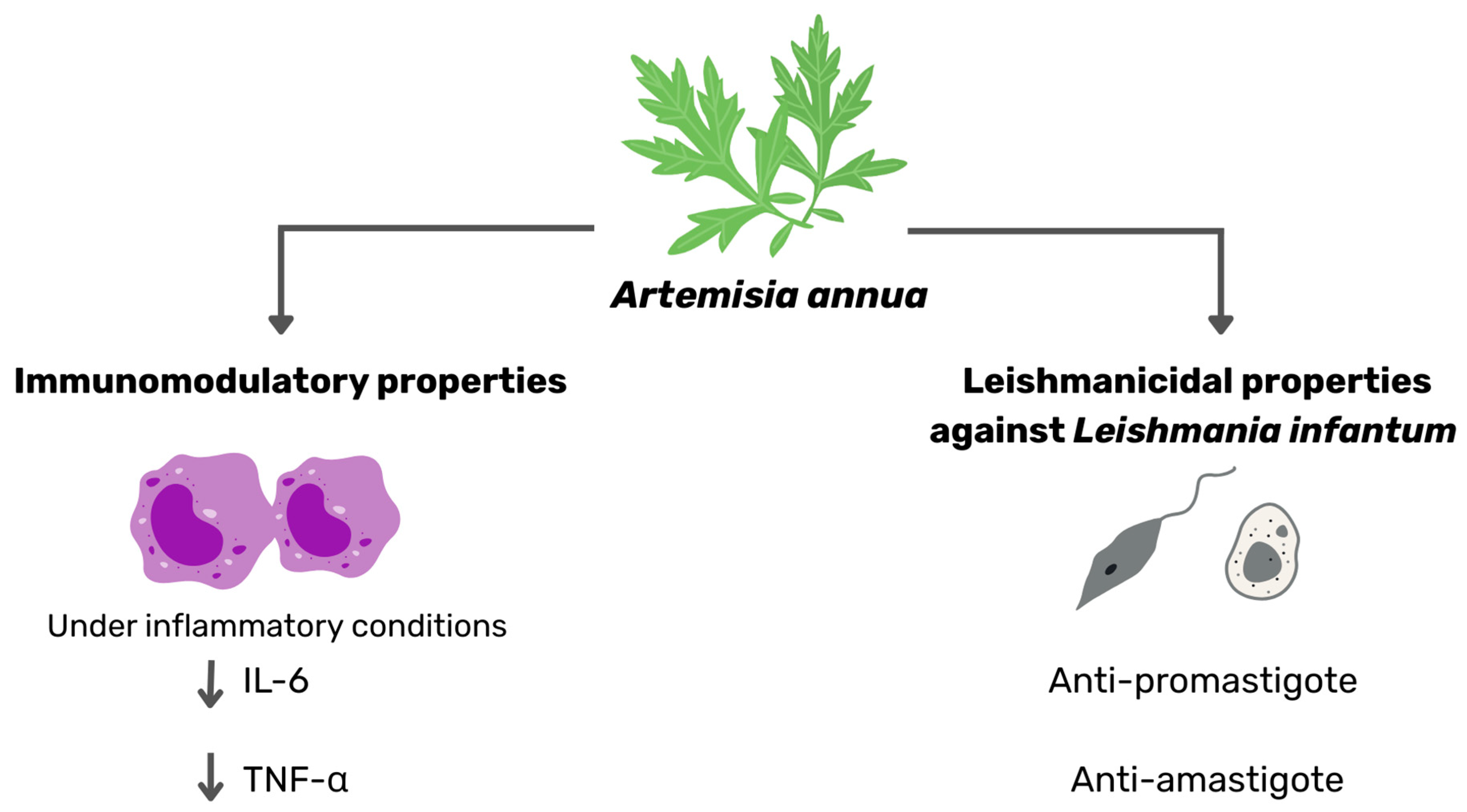 Vetsci 12 00950 g005