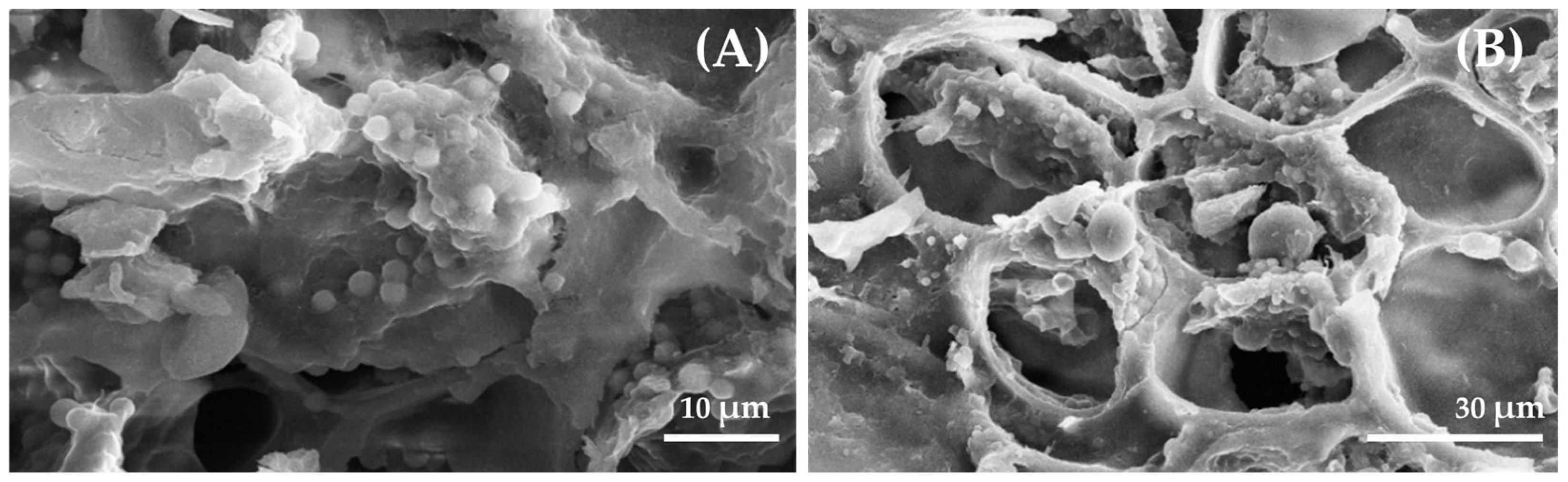 Vetsci 12 00956 g001 Vetsci 12 00956 g001