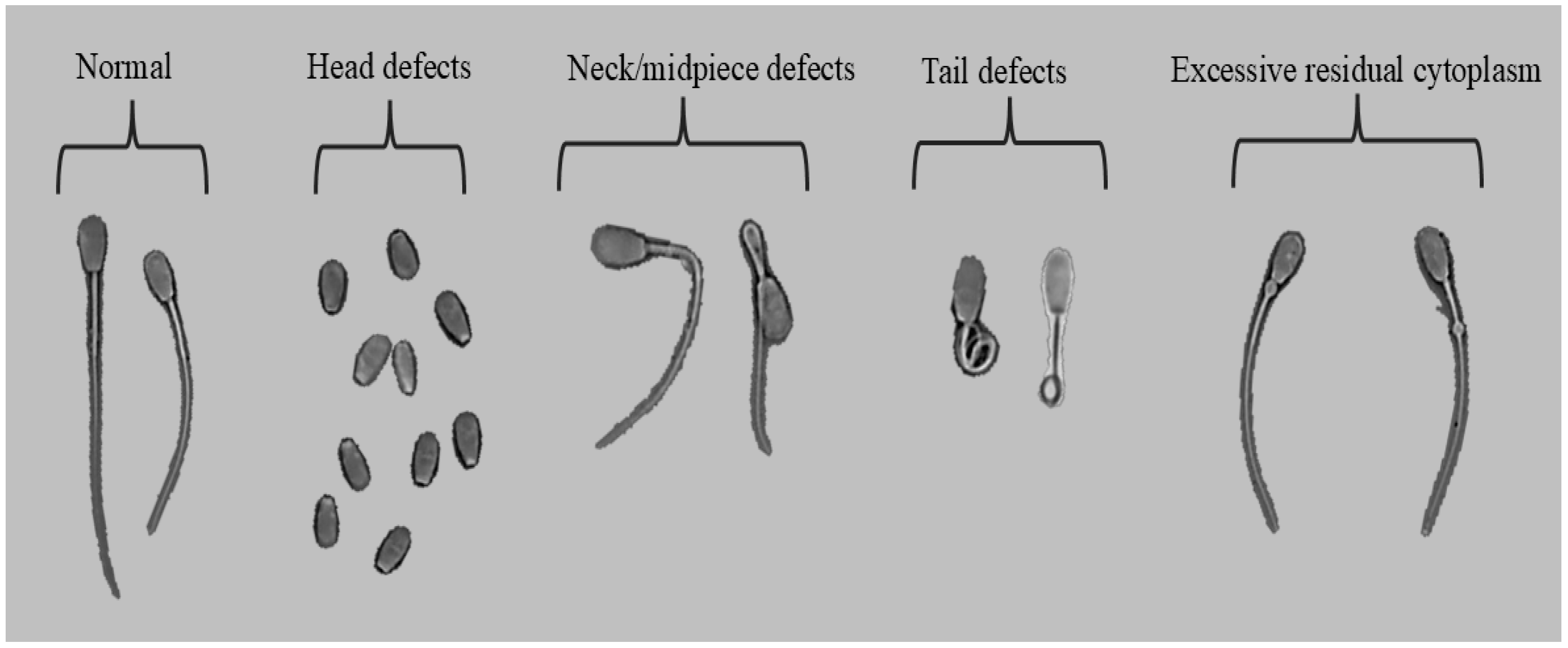 Vetsci 12 01015 g001