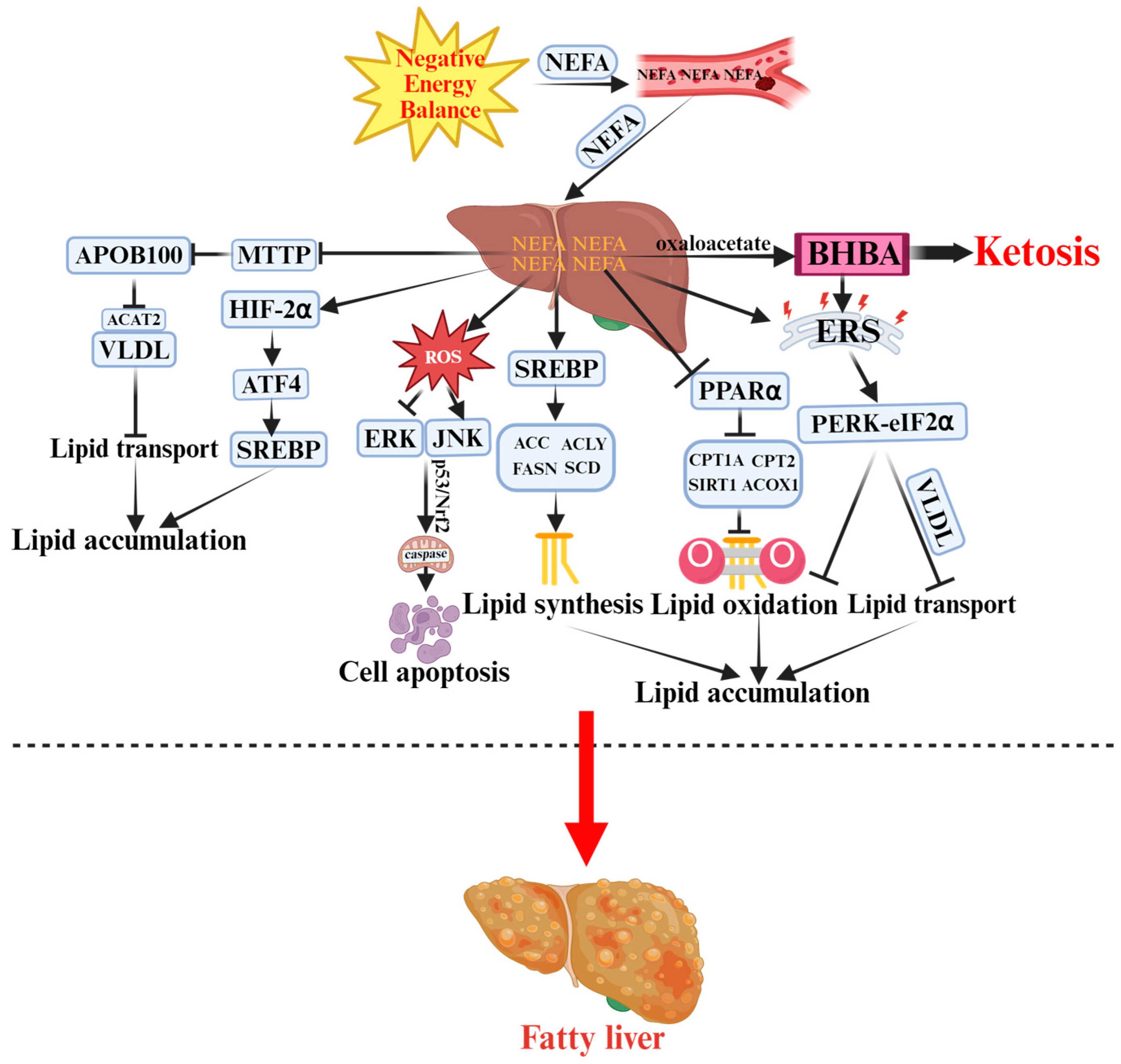 Vetsci 12 01016 g001