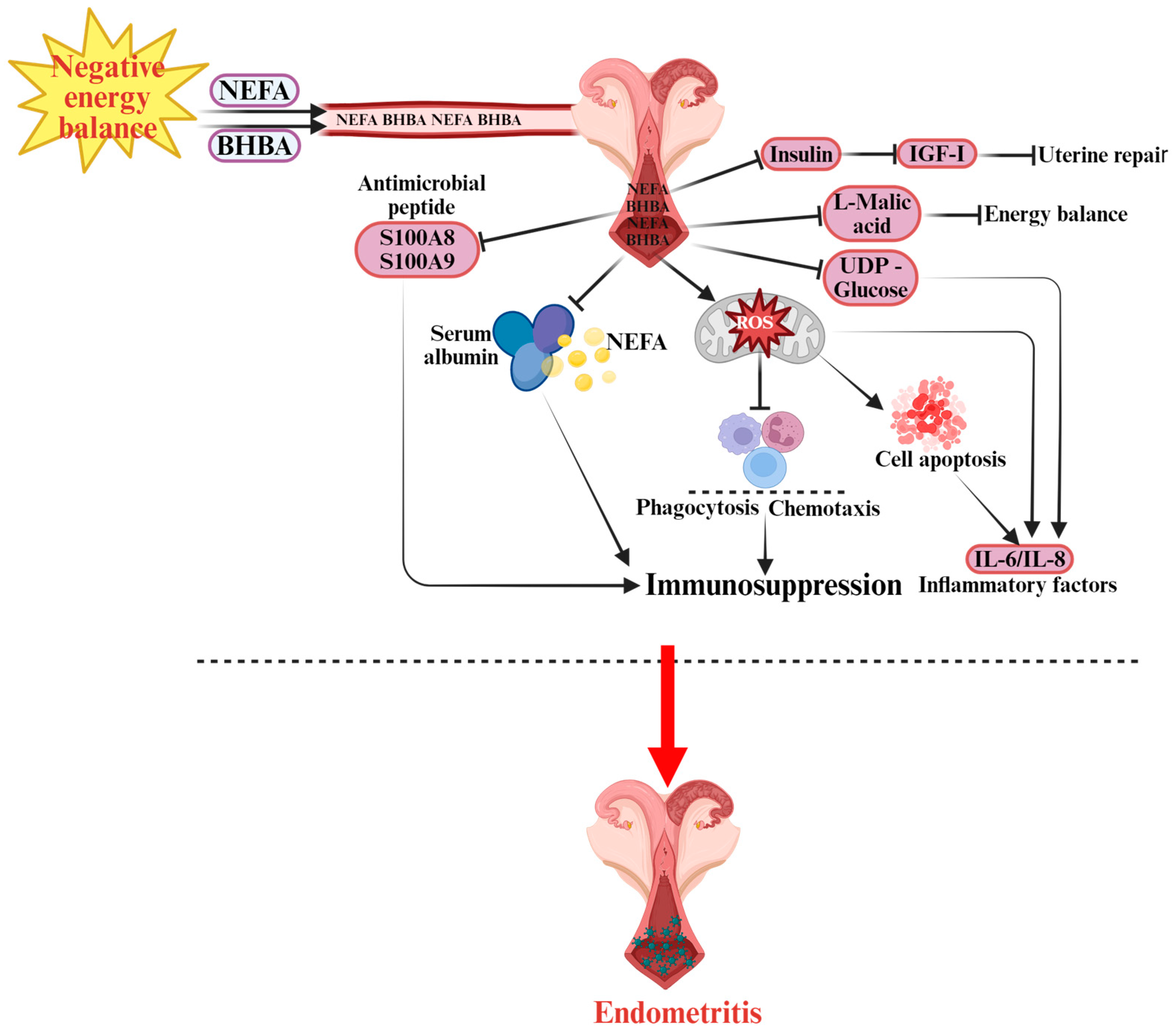 Vetsci 12 01016 g003