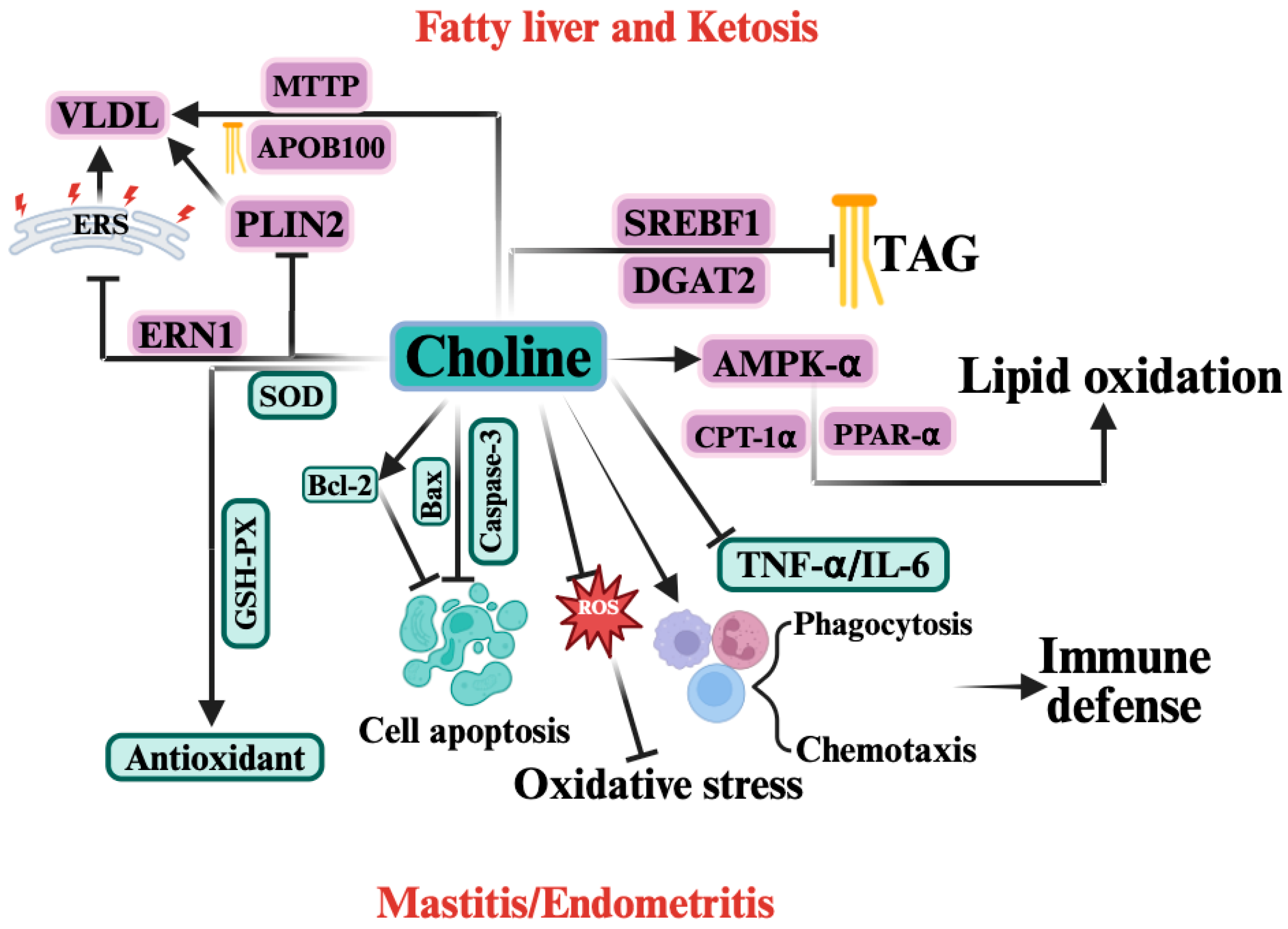 Vetsci 12 01016 g004