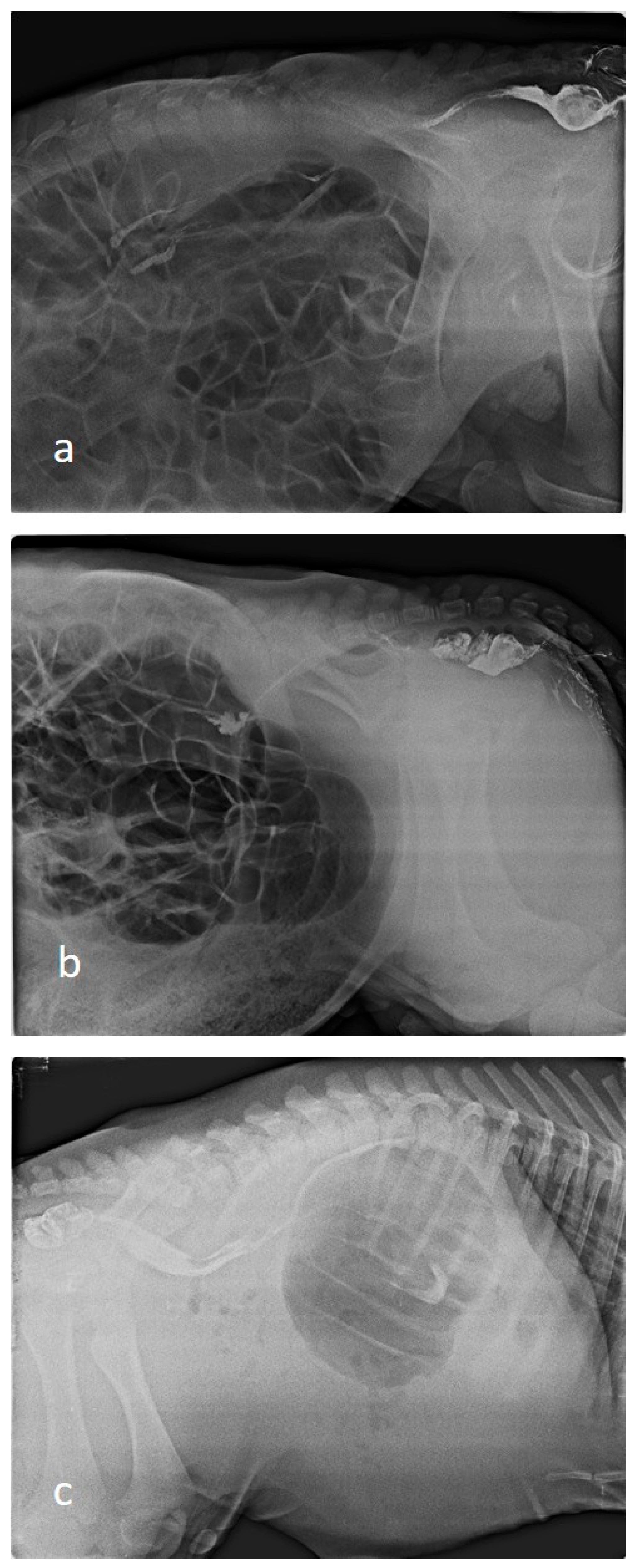 Vetsci 12 01033 g001 Vetsci 12 01033 g001