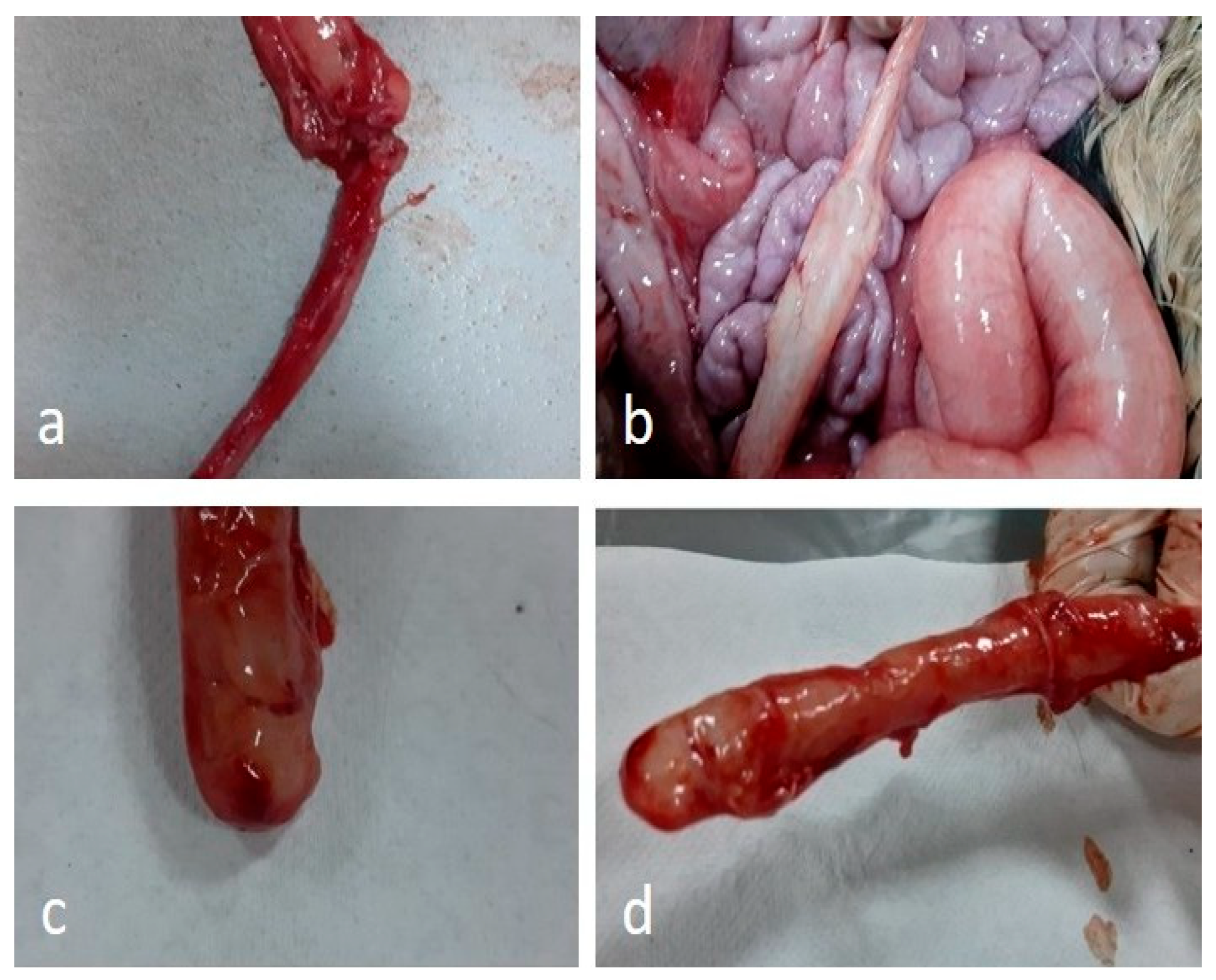Vetsci 12 01033 g002 Vetsci 12 01033 g002