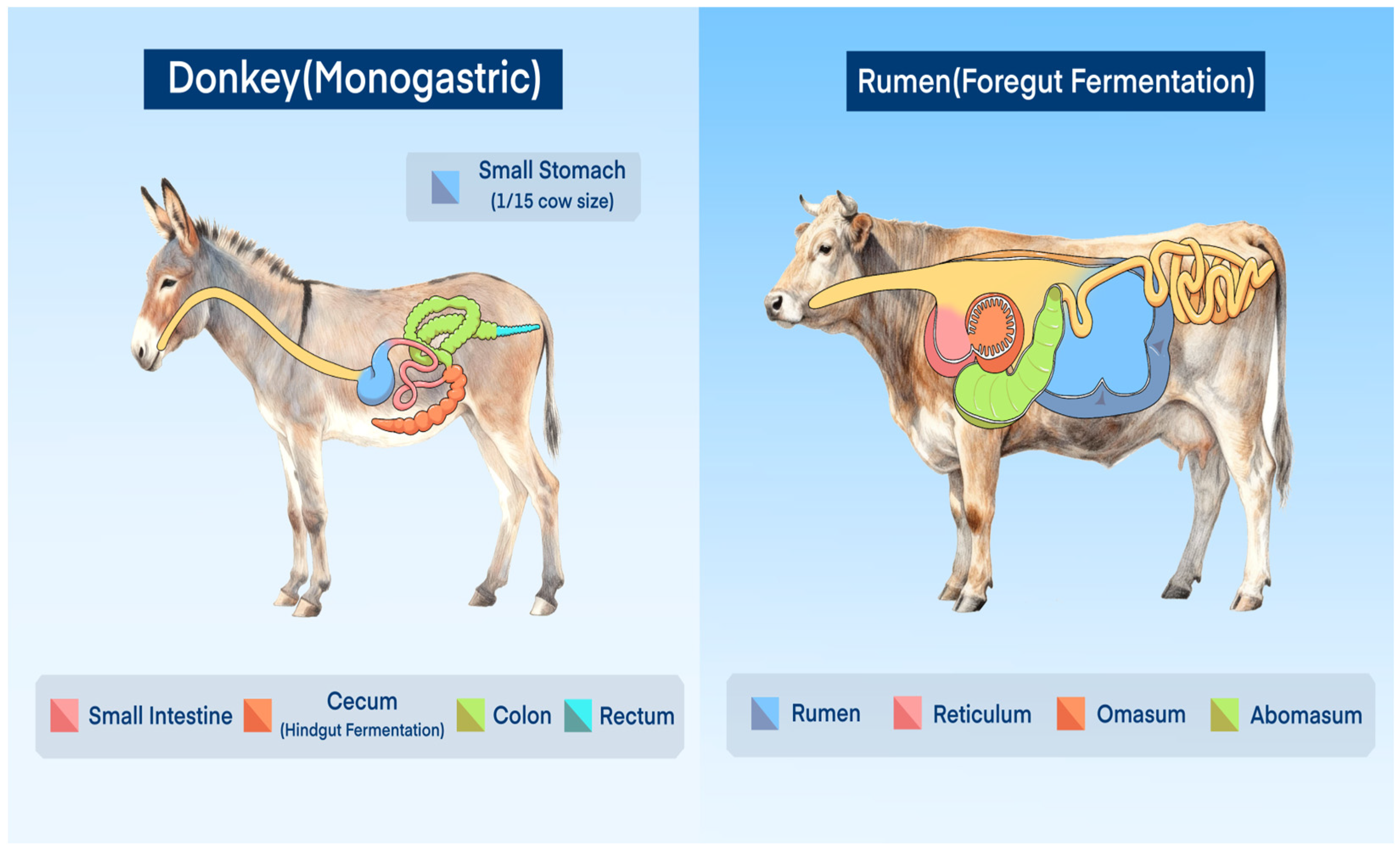 Vetsci 13 00007 g001
