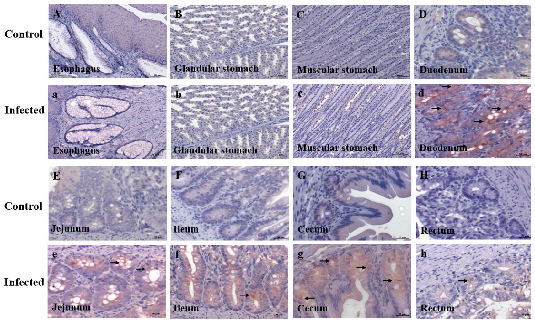 Vetsci 13 00015 g002