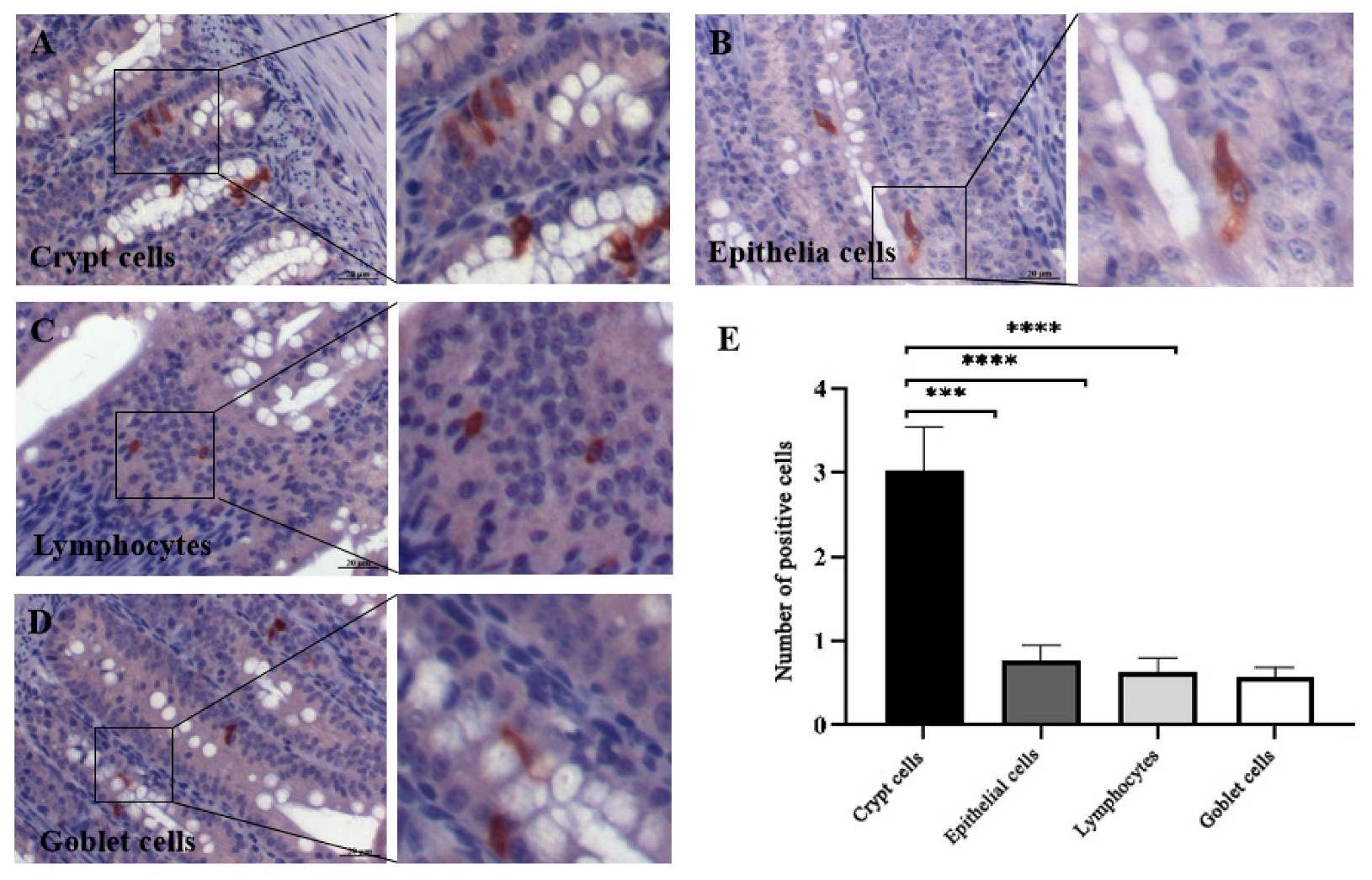 Vetsci 13 00015 g004