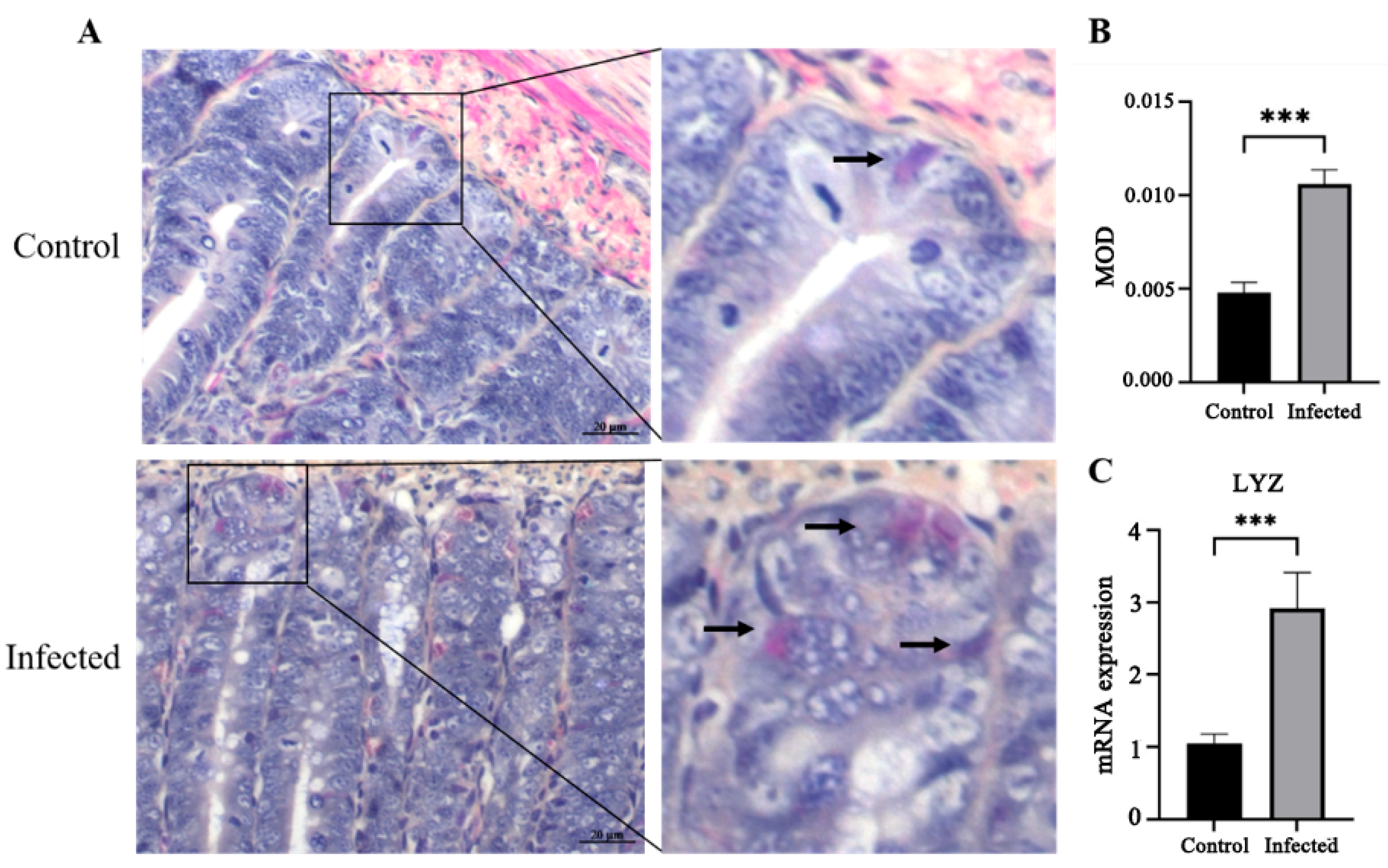 Vetsci 13 00015 g007