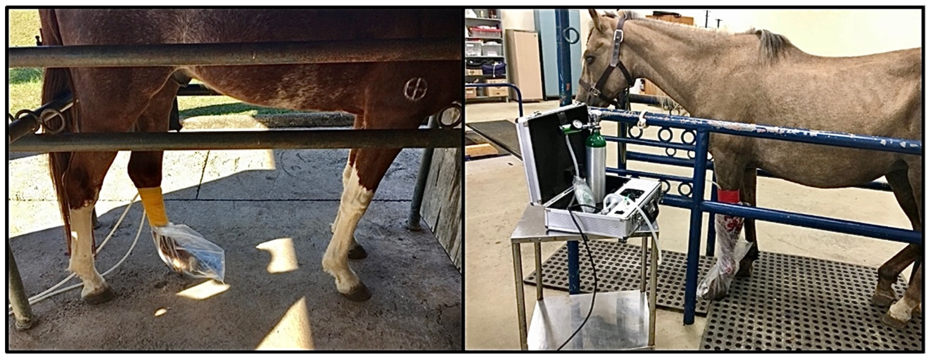 Vetsci 13 00016 g001 Vetsci 13 00016 g001