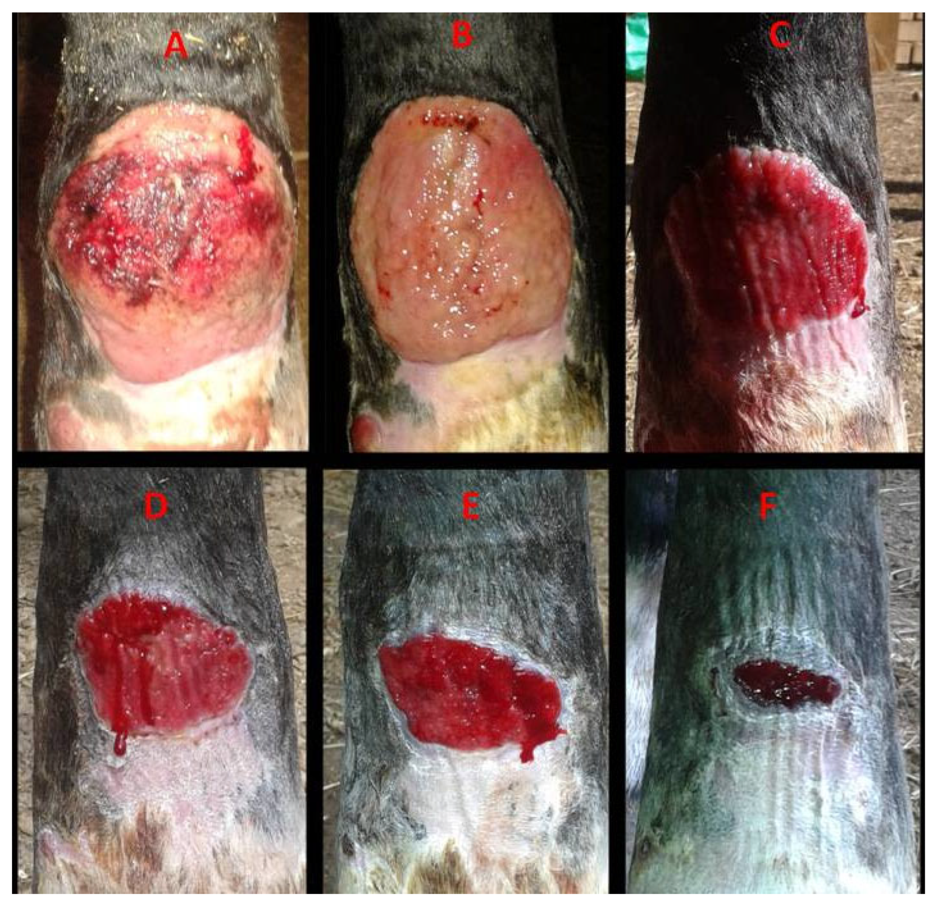 Vetsci 13 00016 g003 Vetsci 13 00016 g003