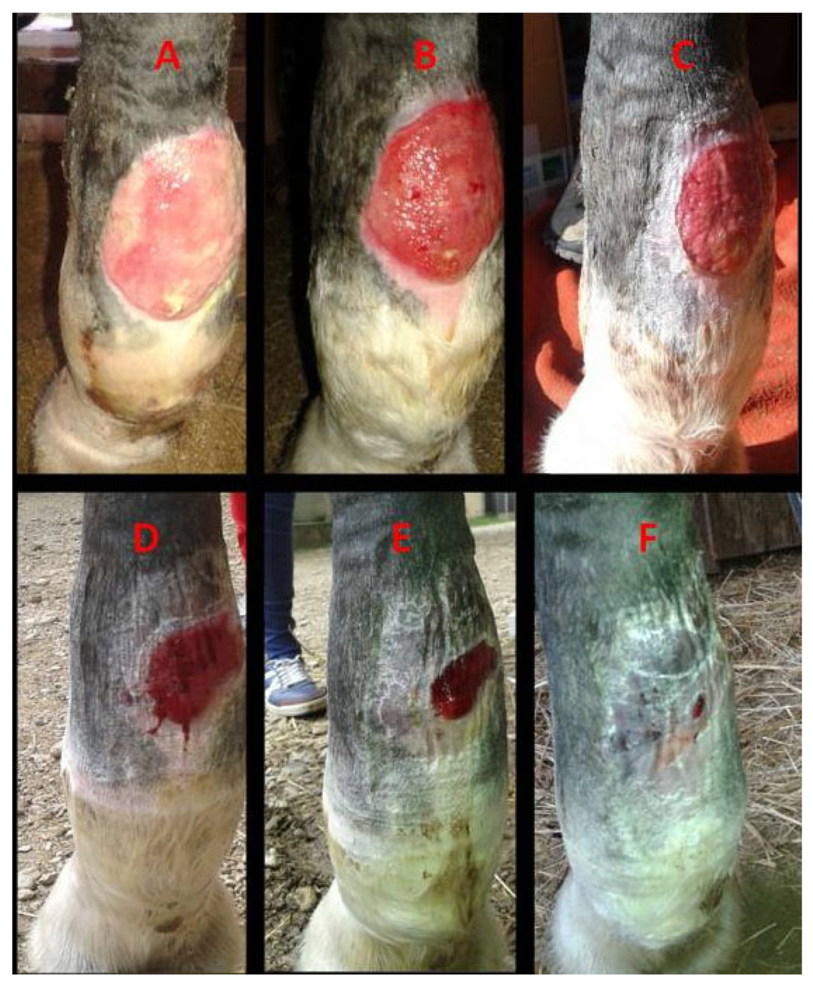 Vetsci 13 00016 g004 Vetsci 13 00016 g004