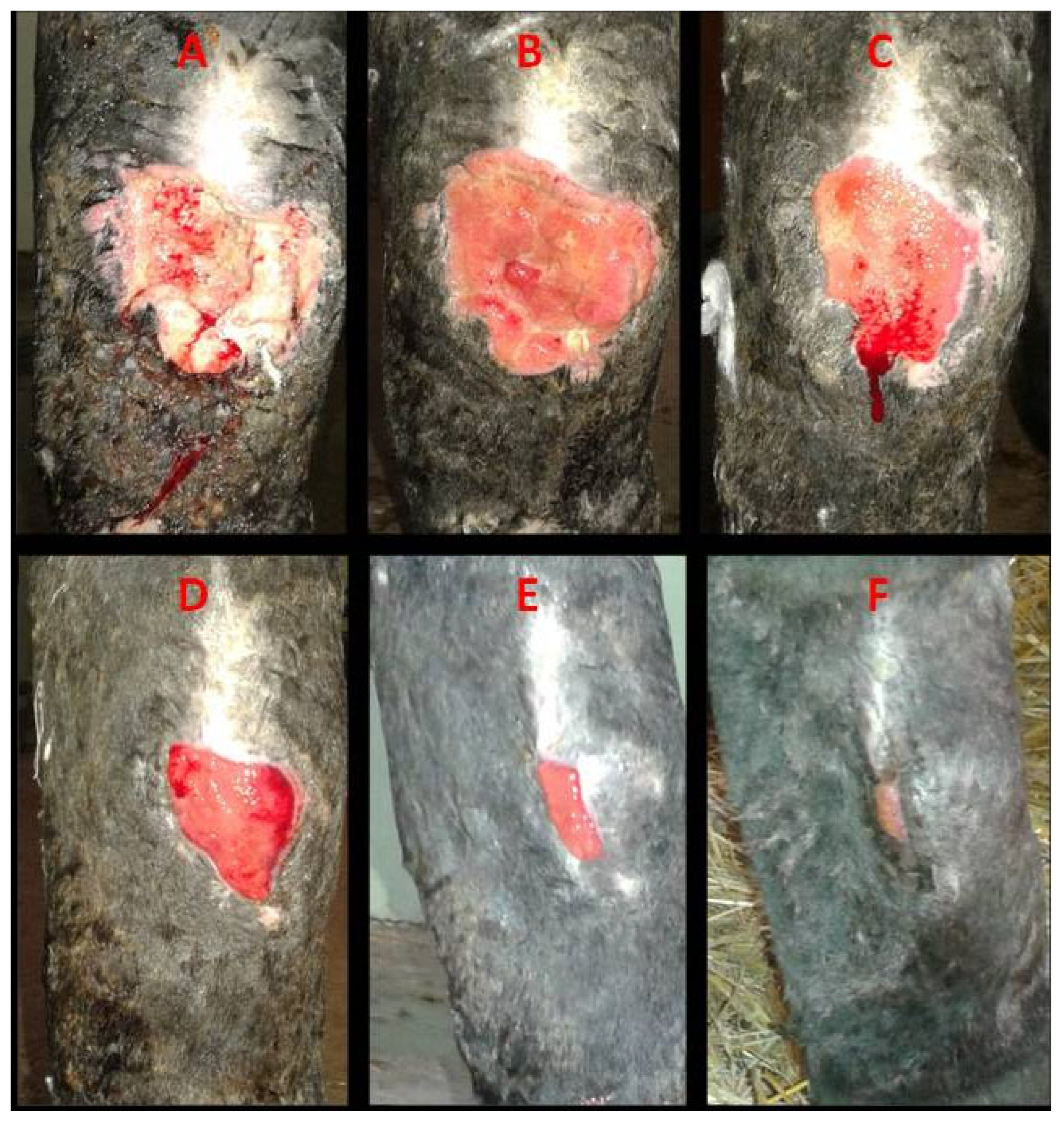 Vetsci 13 00016 g005 Vetsci 13 00016 g005