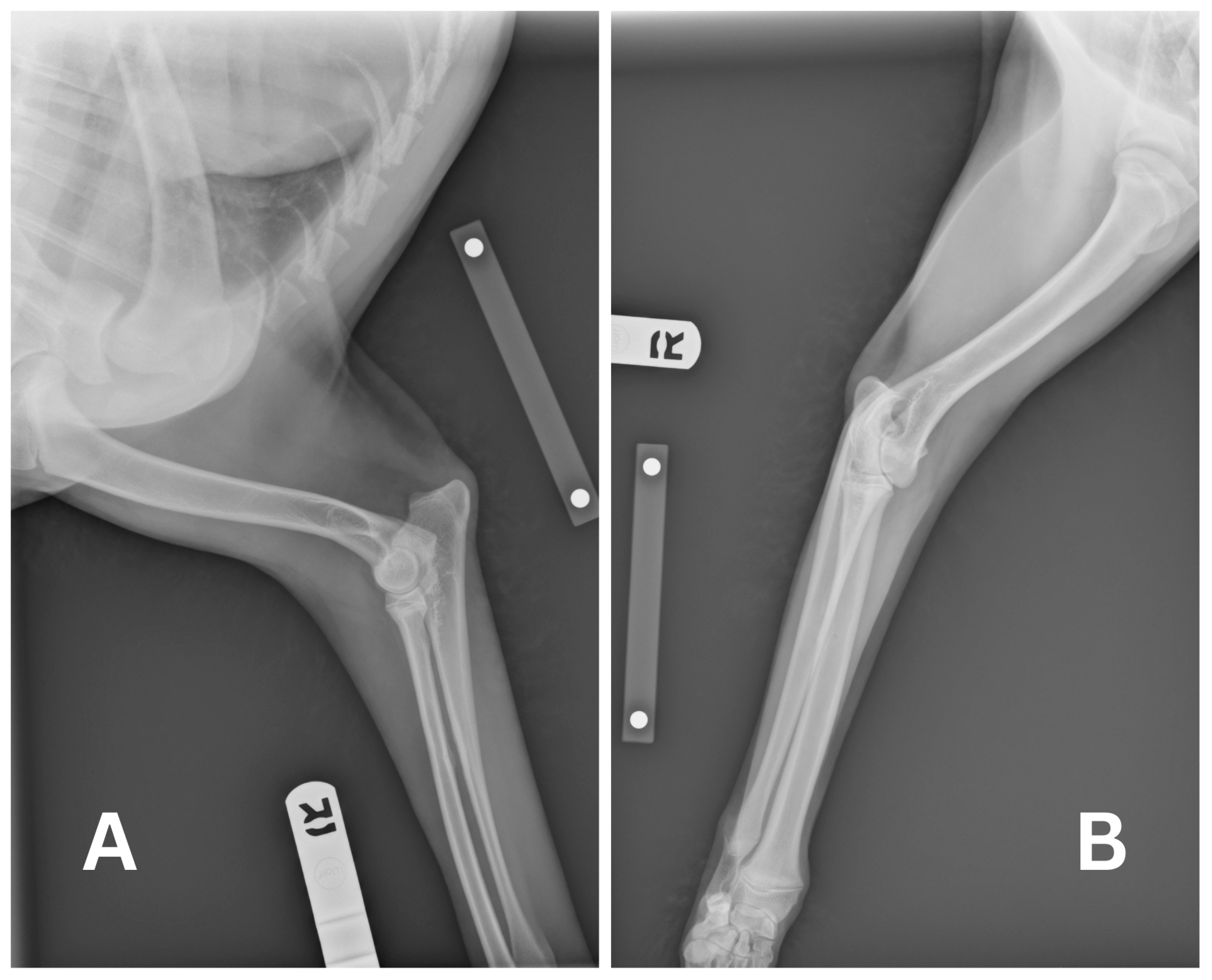 Vetsci 13 00017 g001