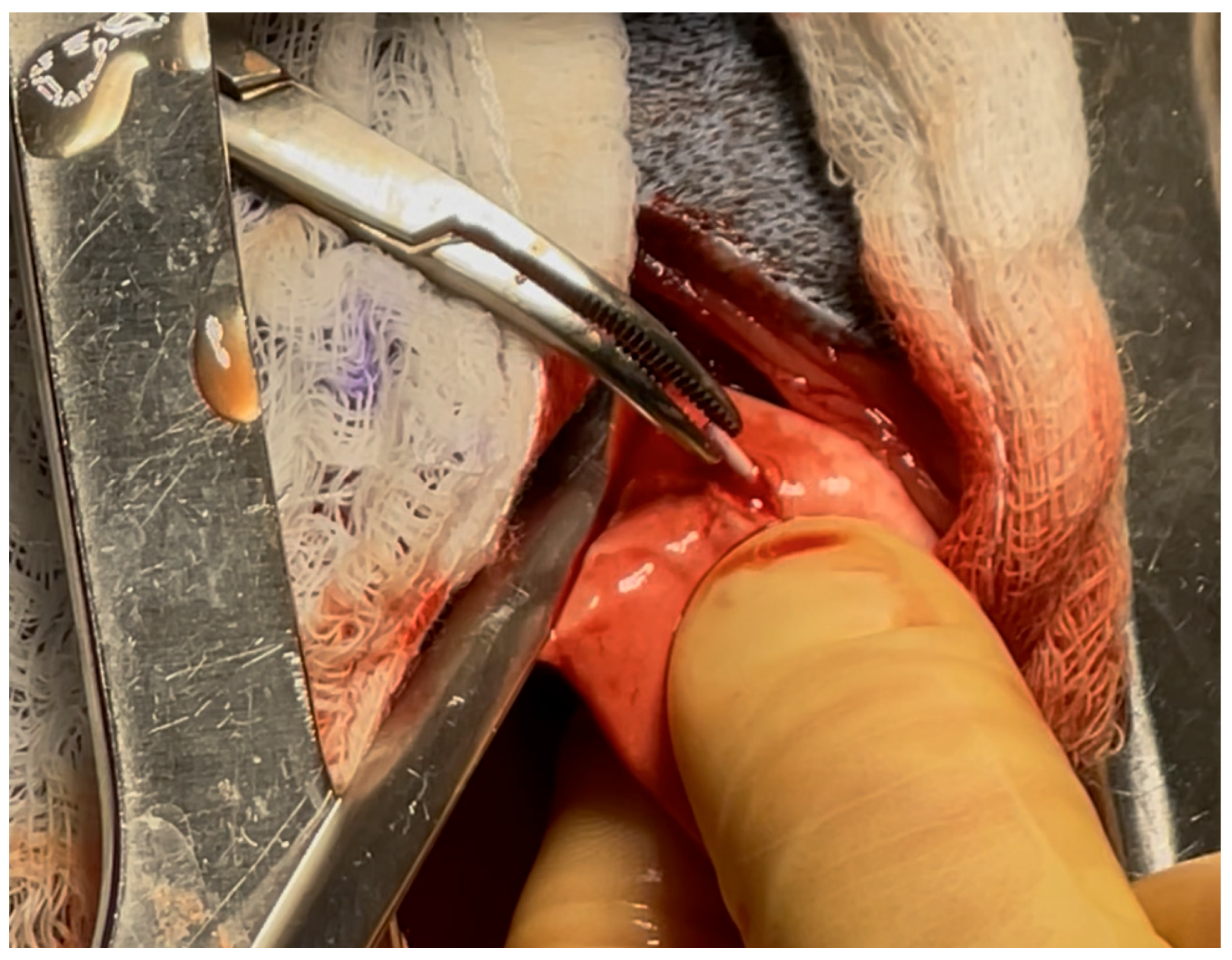 Vetsci 13 00017 g003