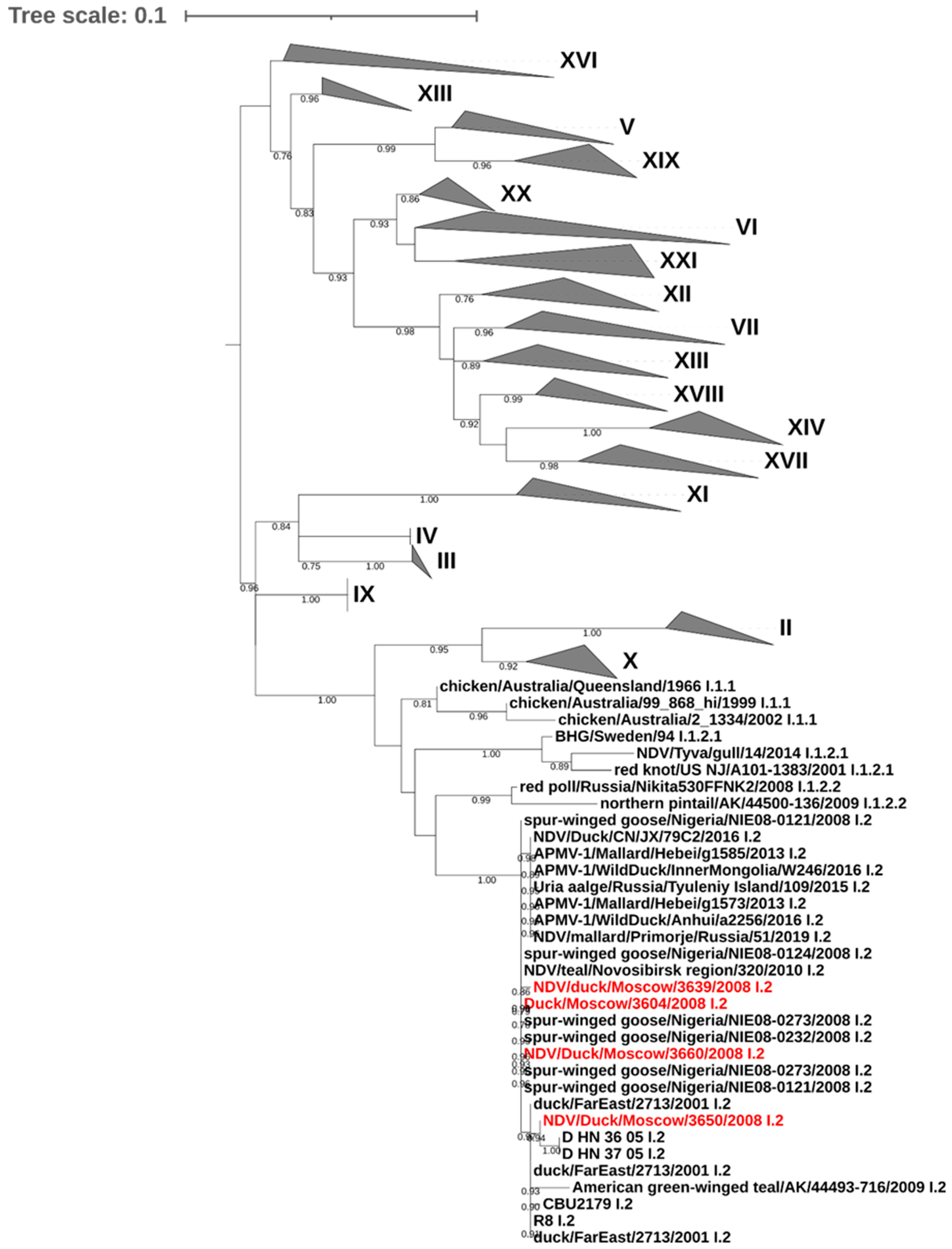 Vetsci 13 00023 g002
